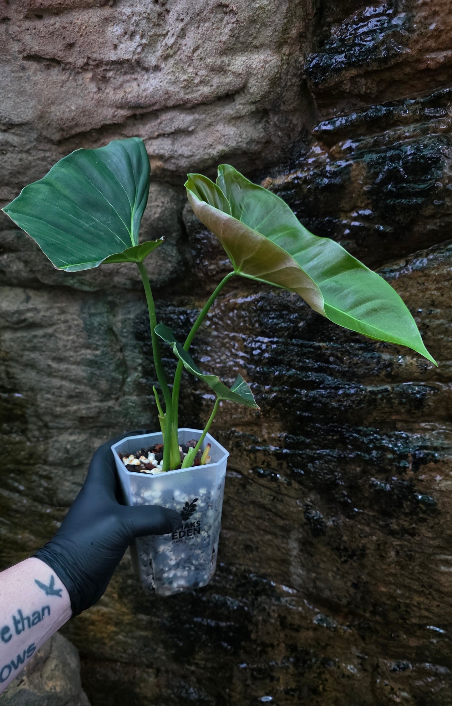 Philodendron Lupinum XLarge