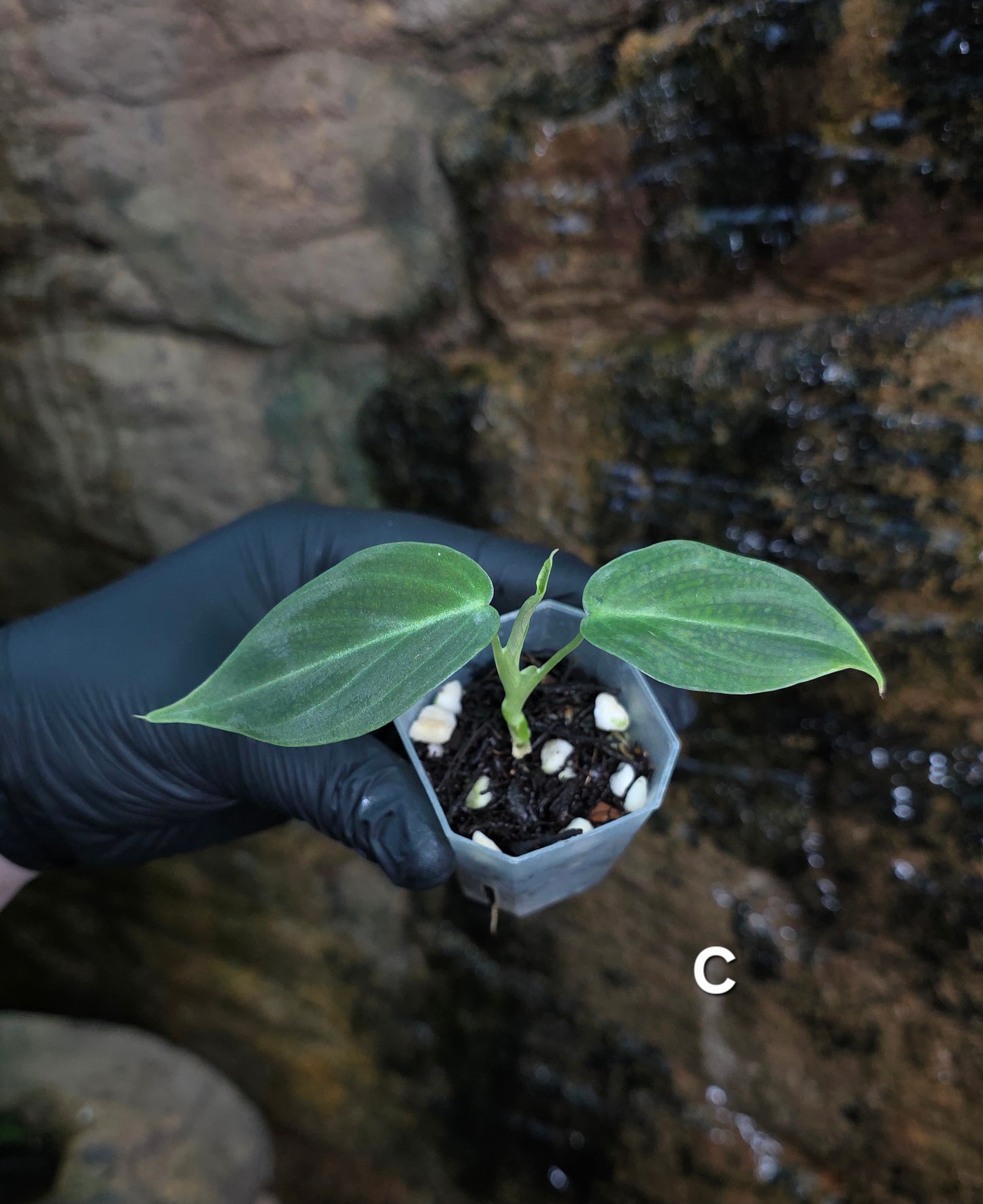 NEW HYBRID* Philodendron Splendid x Gloriosum