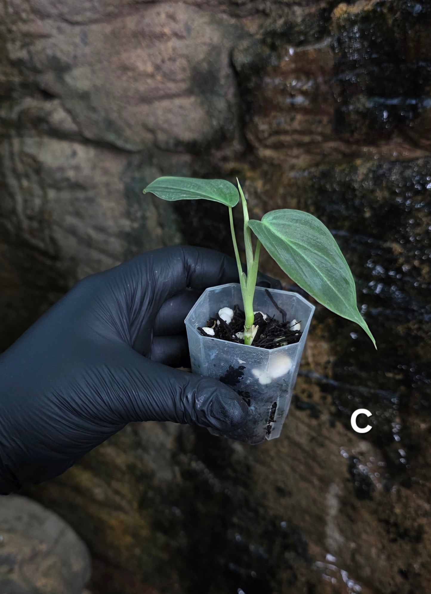 NEW HYBRID* Philodendron Splendid x Gloriosum