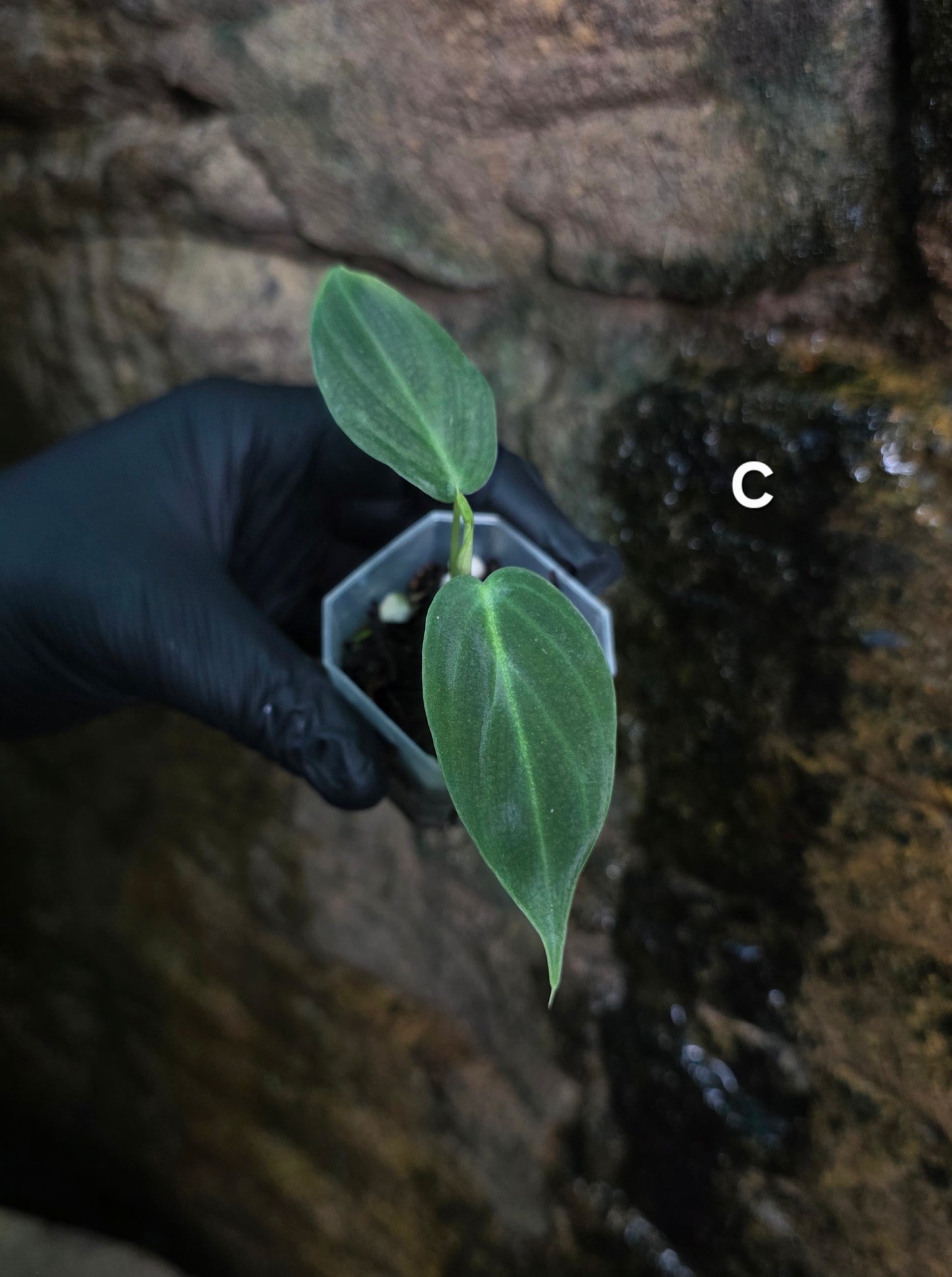 NEW HYBRID* Philodendron Splendid x Gloriosum