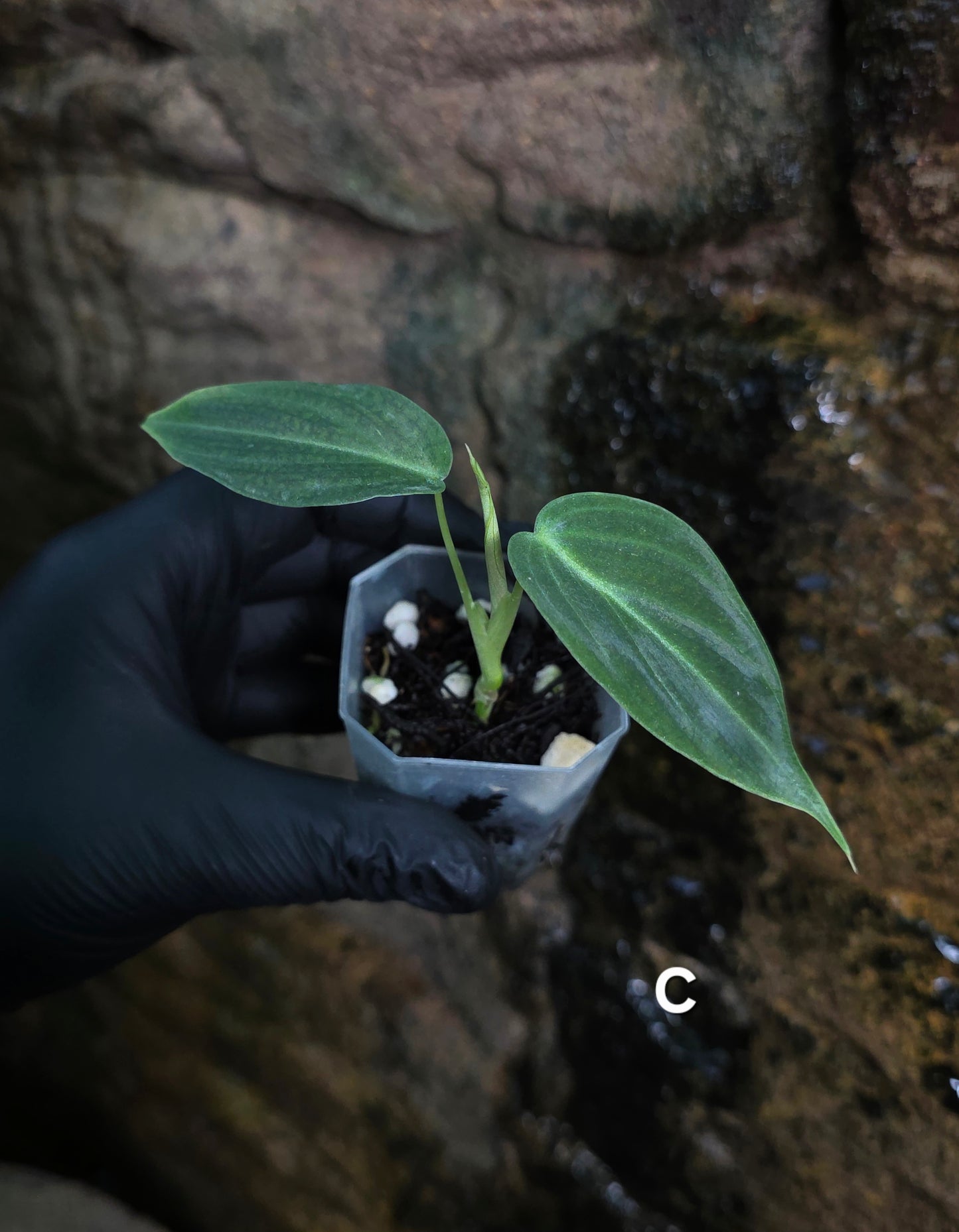 NEW HYBRID* Philodendron Splendid x Gloriosum