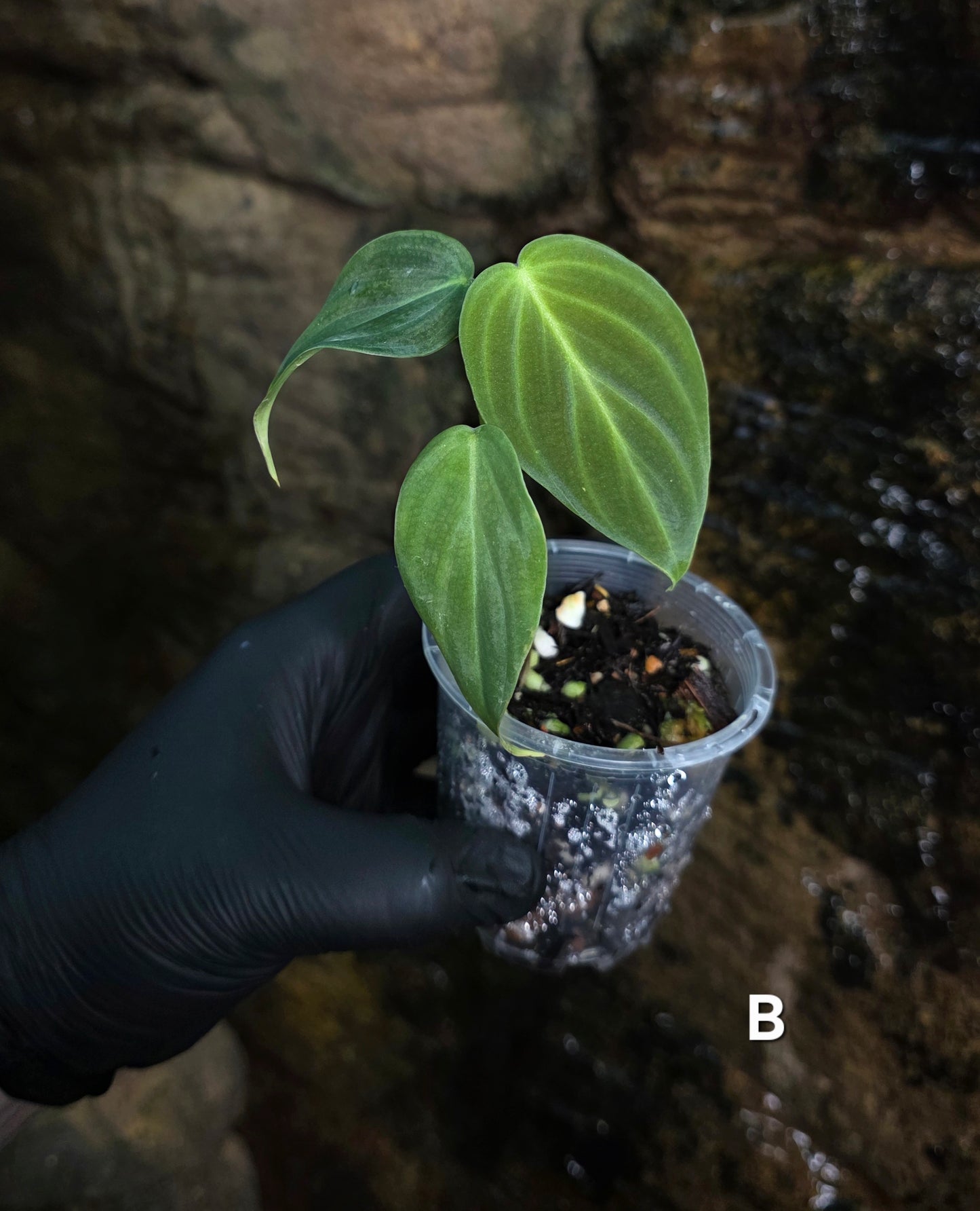 NEW HYBRID* Philodendron Splendid x Gloriosum