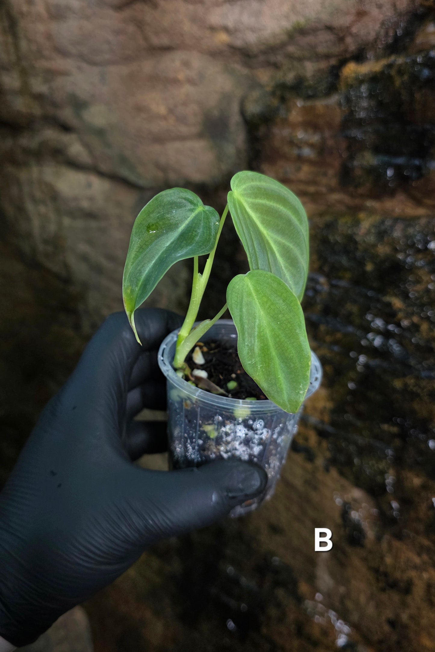 NEW HYBRID* Philodendron Splendid x Gloriosum