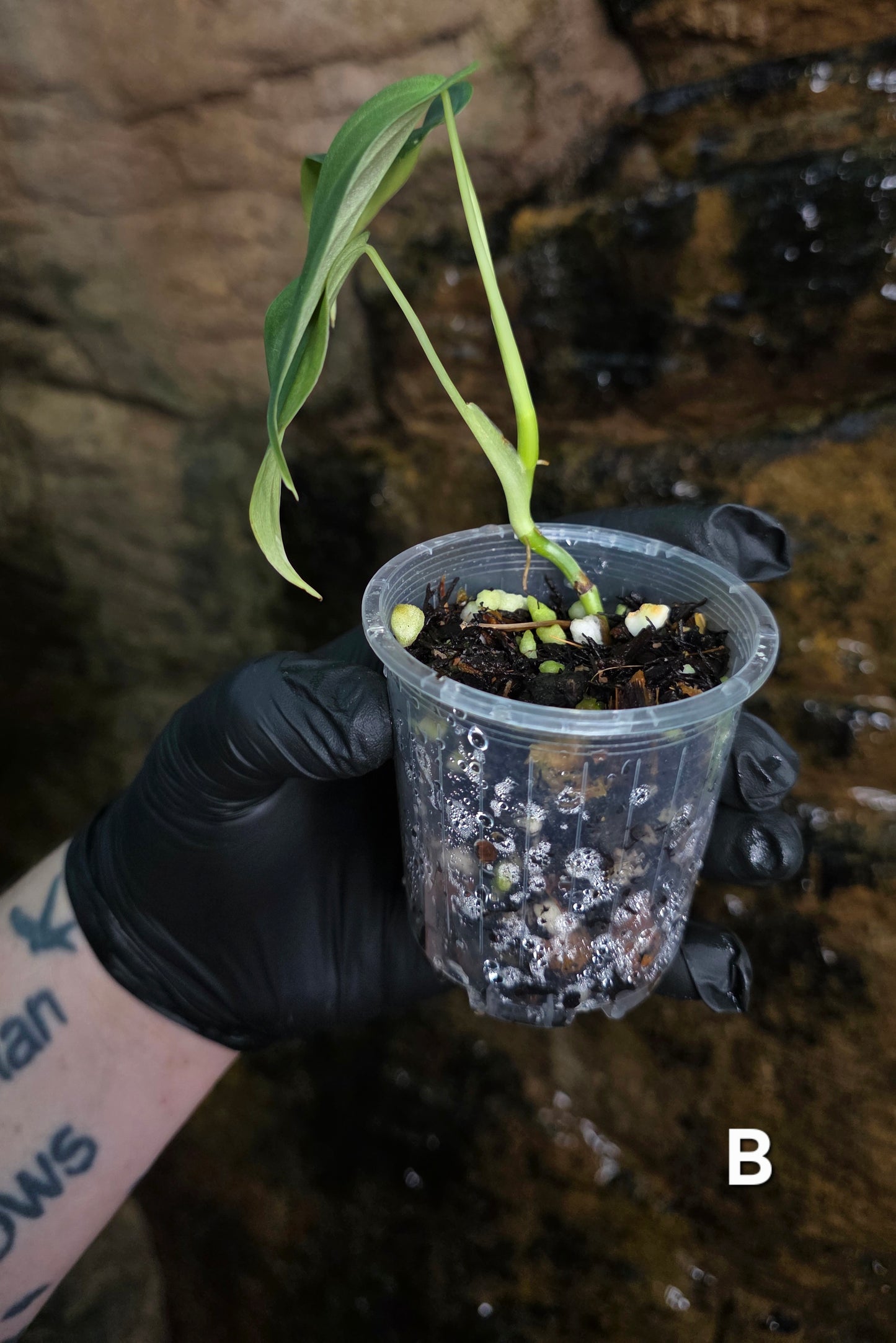NEW HYBRID* Philodendron Splendid x Gloriosum