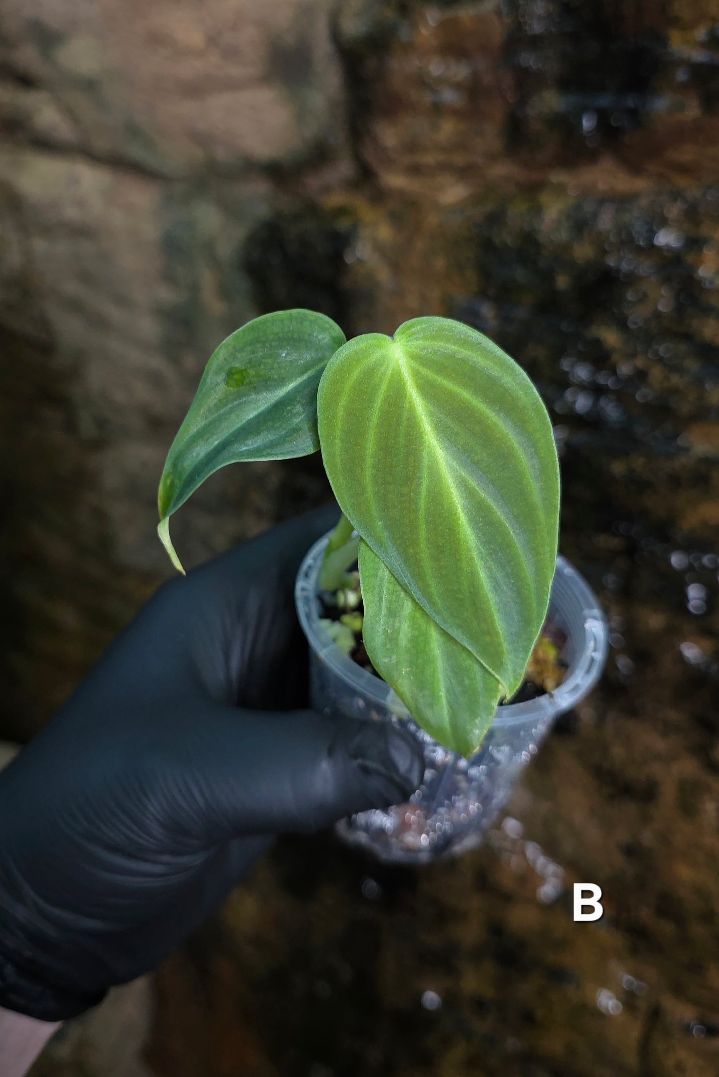 NEW HYBRID* Philodendron Splendid x Gloriosum