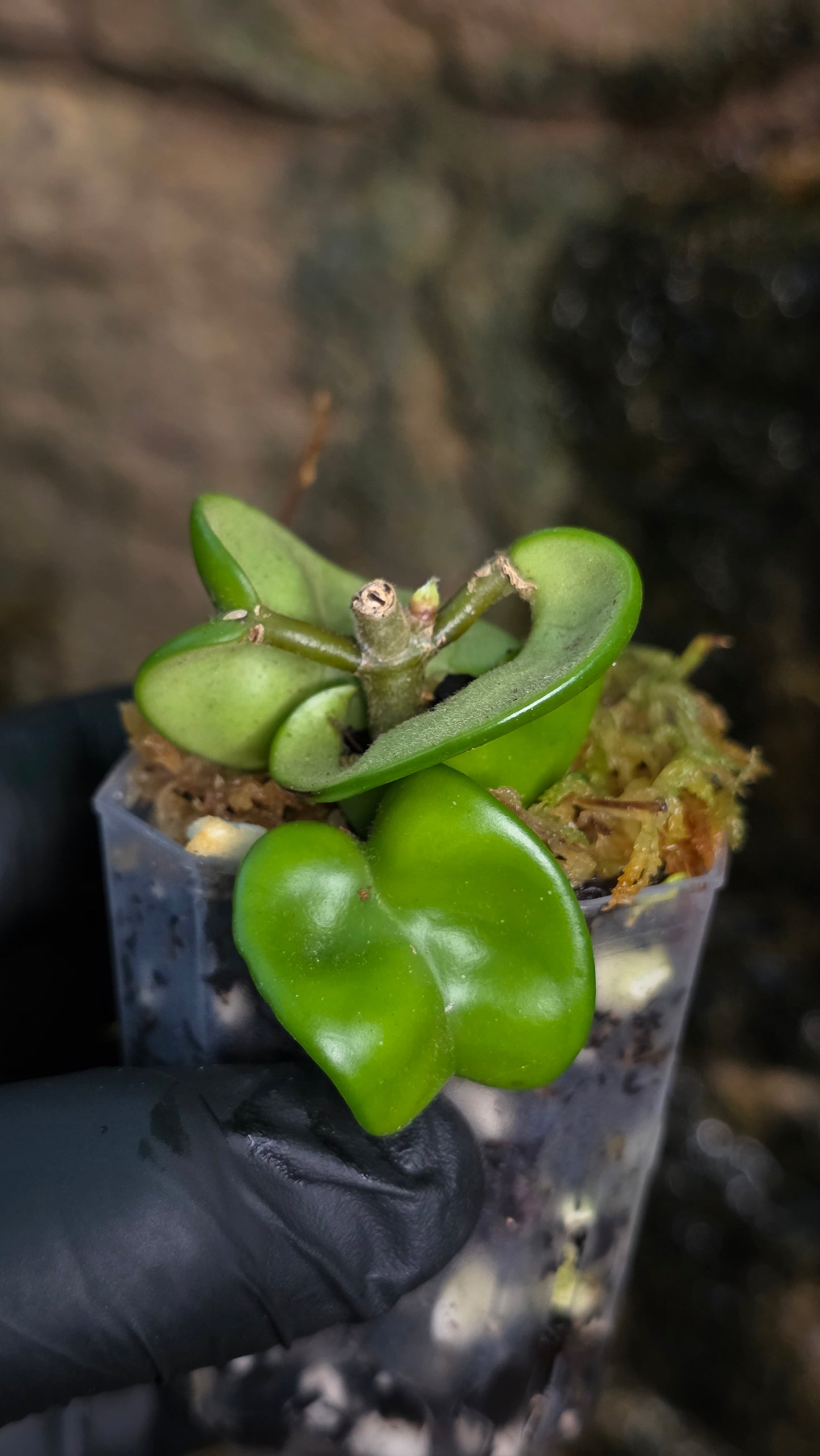 Hoya Carnosa Compacta - Indian Rope