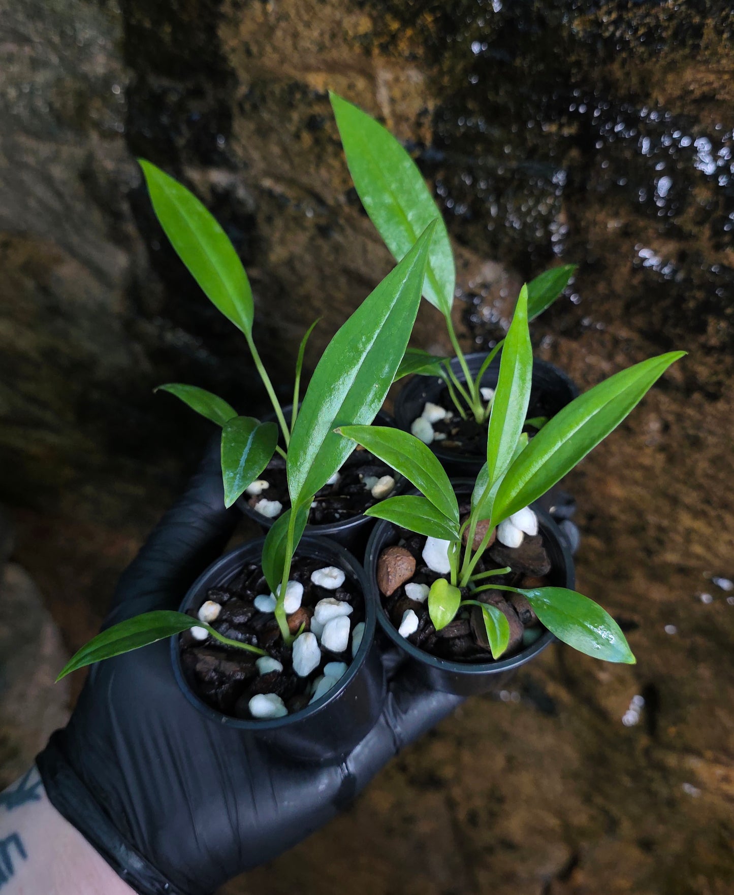 Anthurium bakerii