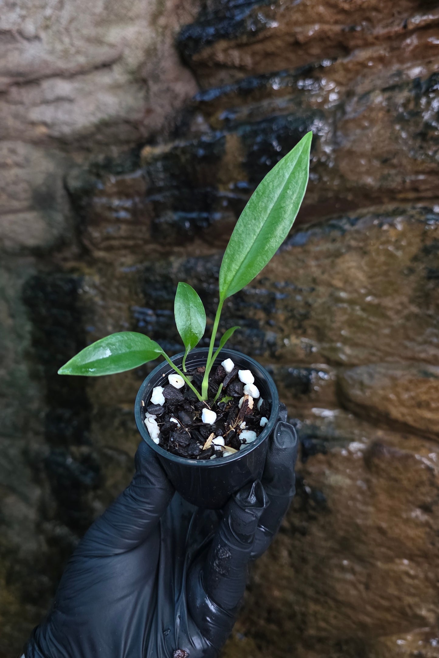 Anthurium bakerii