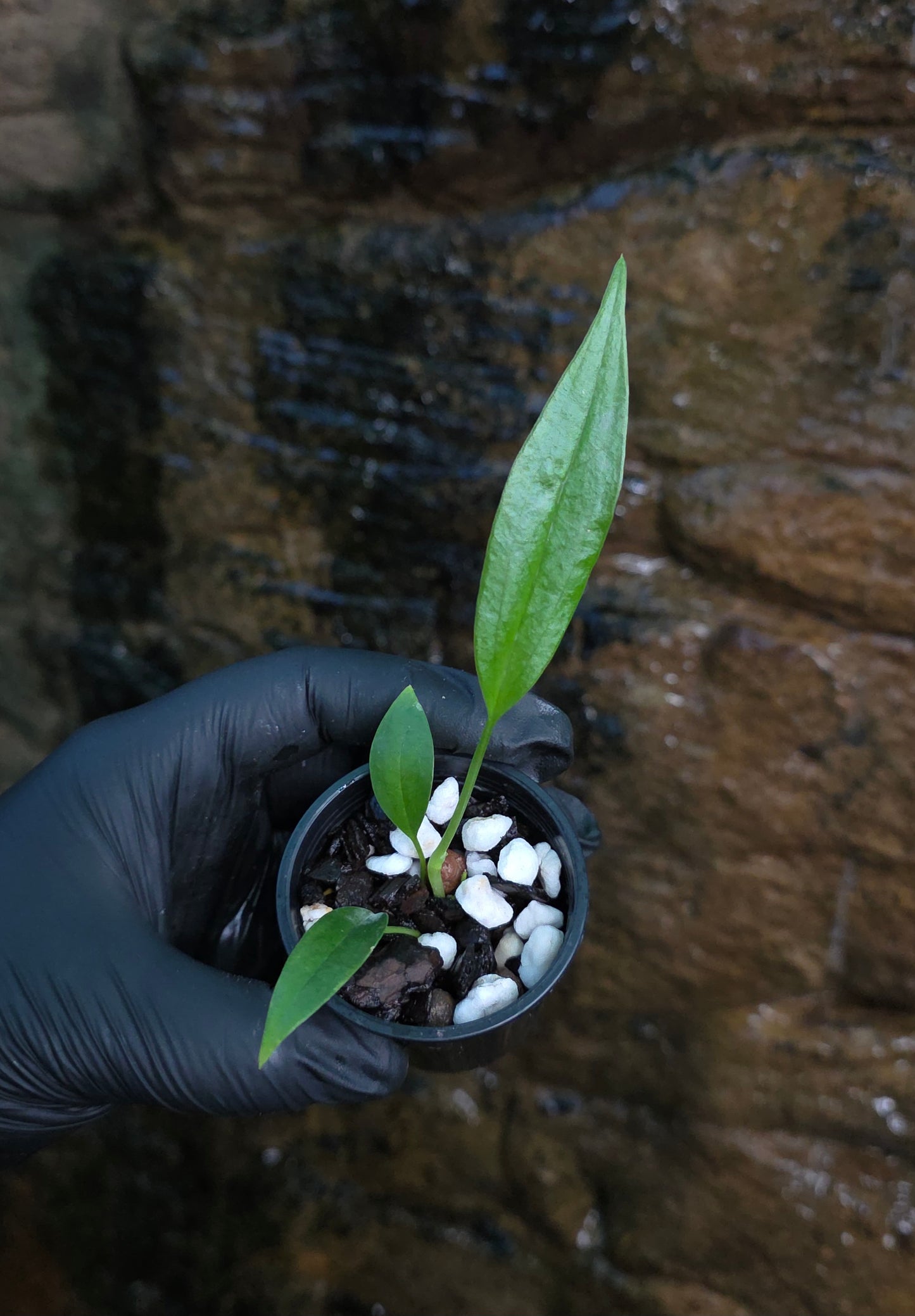 Anthurium bakerii