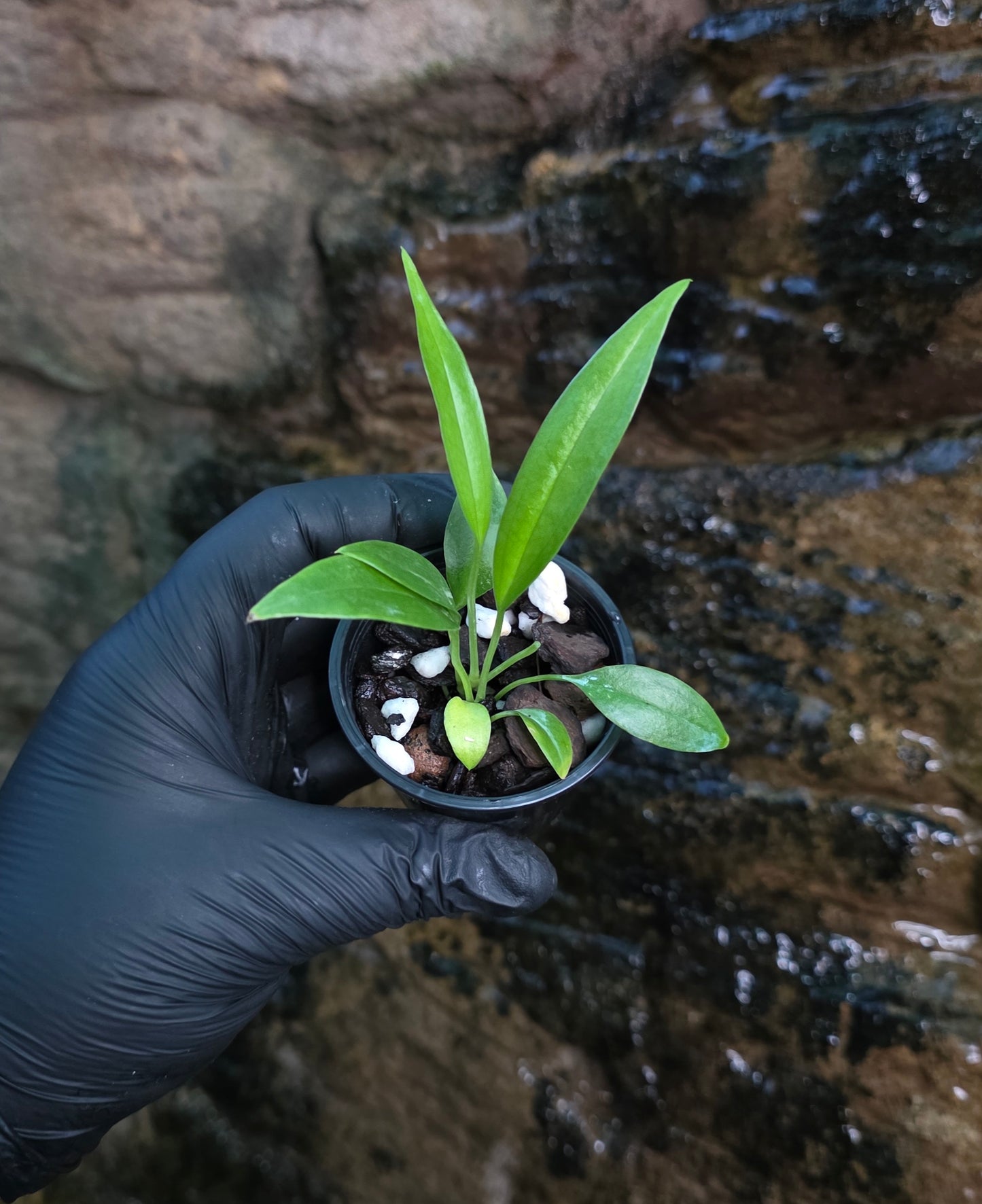 Anthurium bakerii