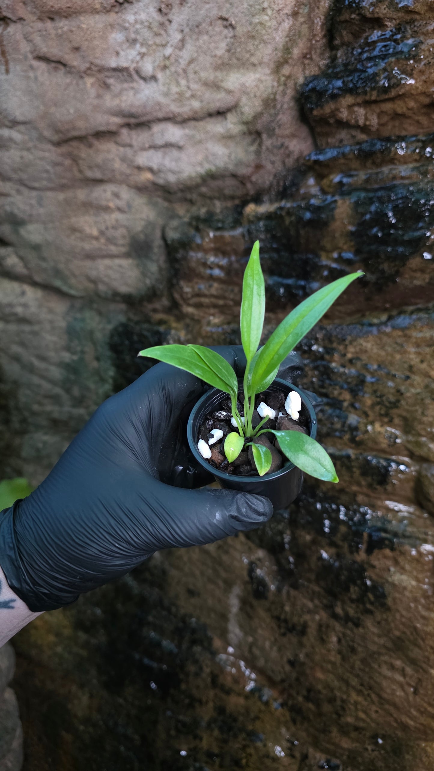 Anthurium bakerii