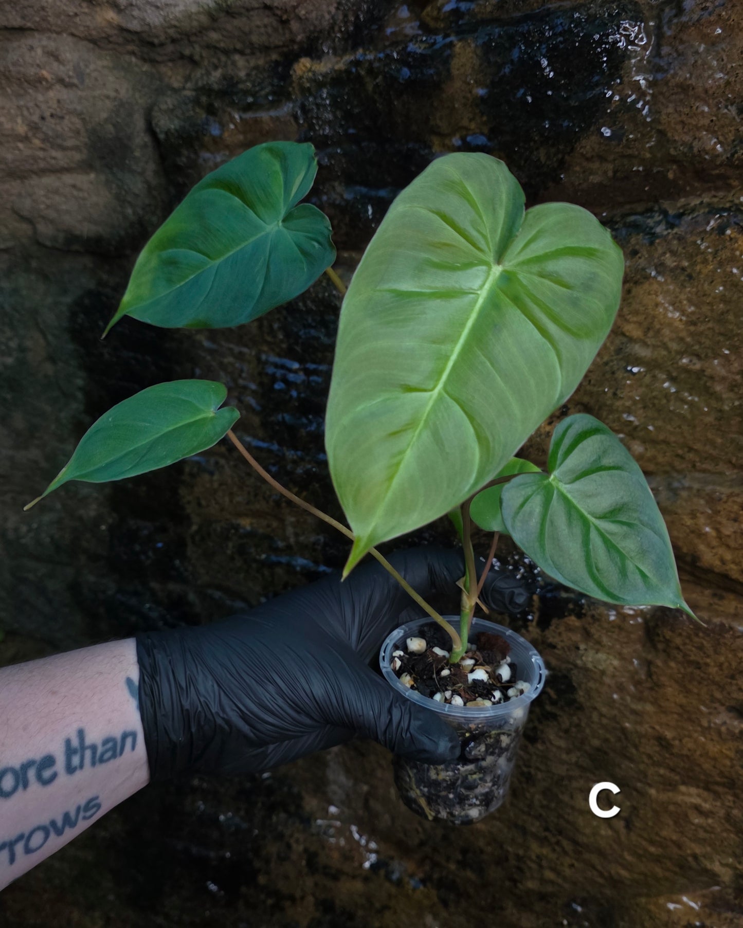 **Choose your own** Philodendron Verrucosum x Billietiae ( Billicosum )