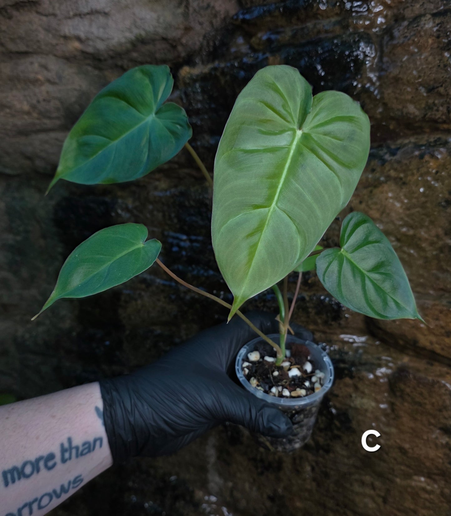 **Choose your own** Philodendron Verrucosum x Billietiae ( Billicosum )