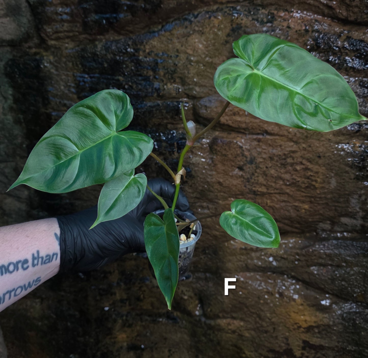**Choose your own** Philodendron Verrucosum x Billietiae ( Billicosum )