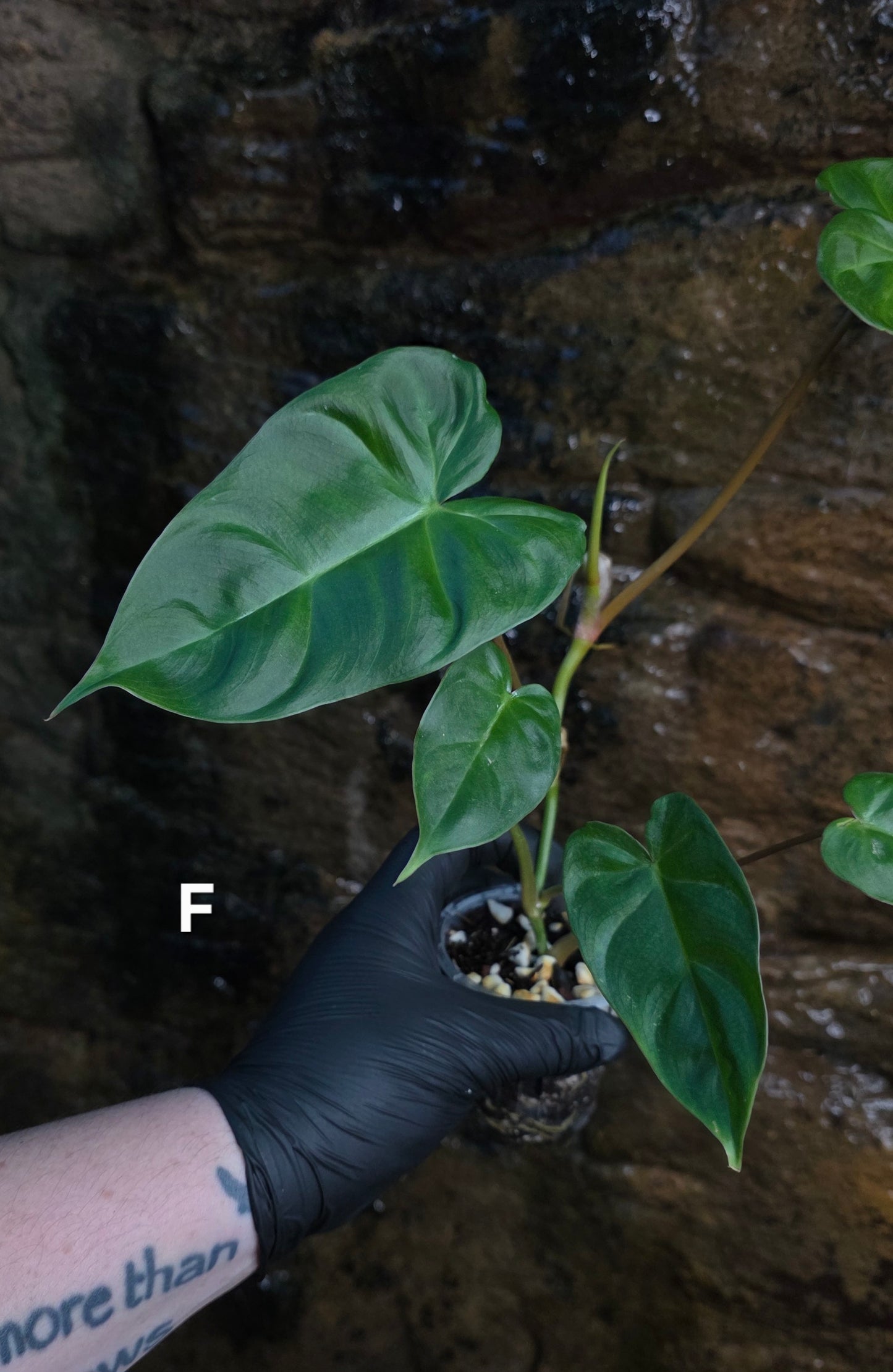 **Choose your own** Philodendron Verrucosum x Billietiae ( Billicosum )