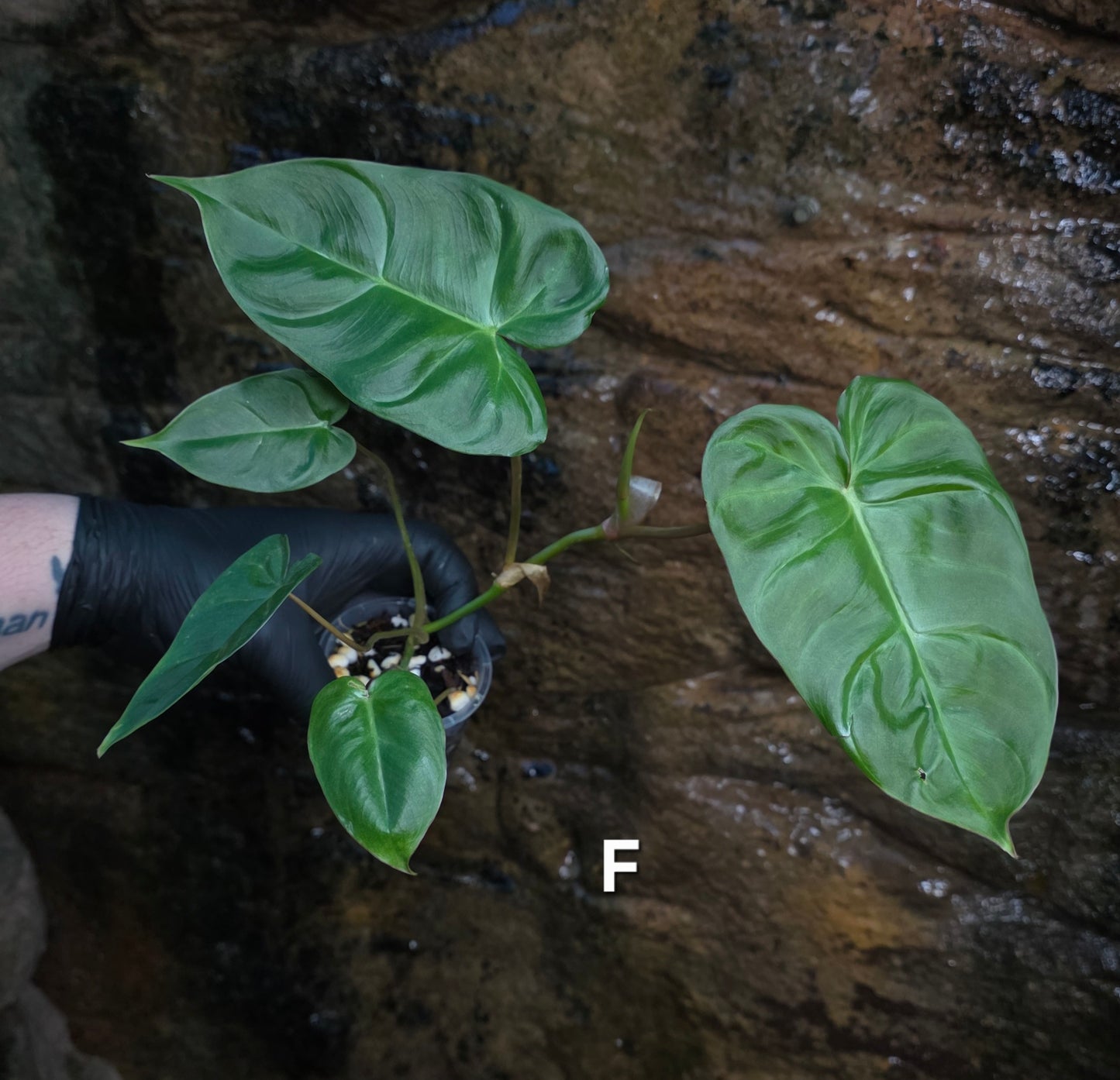 **Choose your own** Philodendron Verrucosum x Billietiae ( Billicosum )