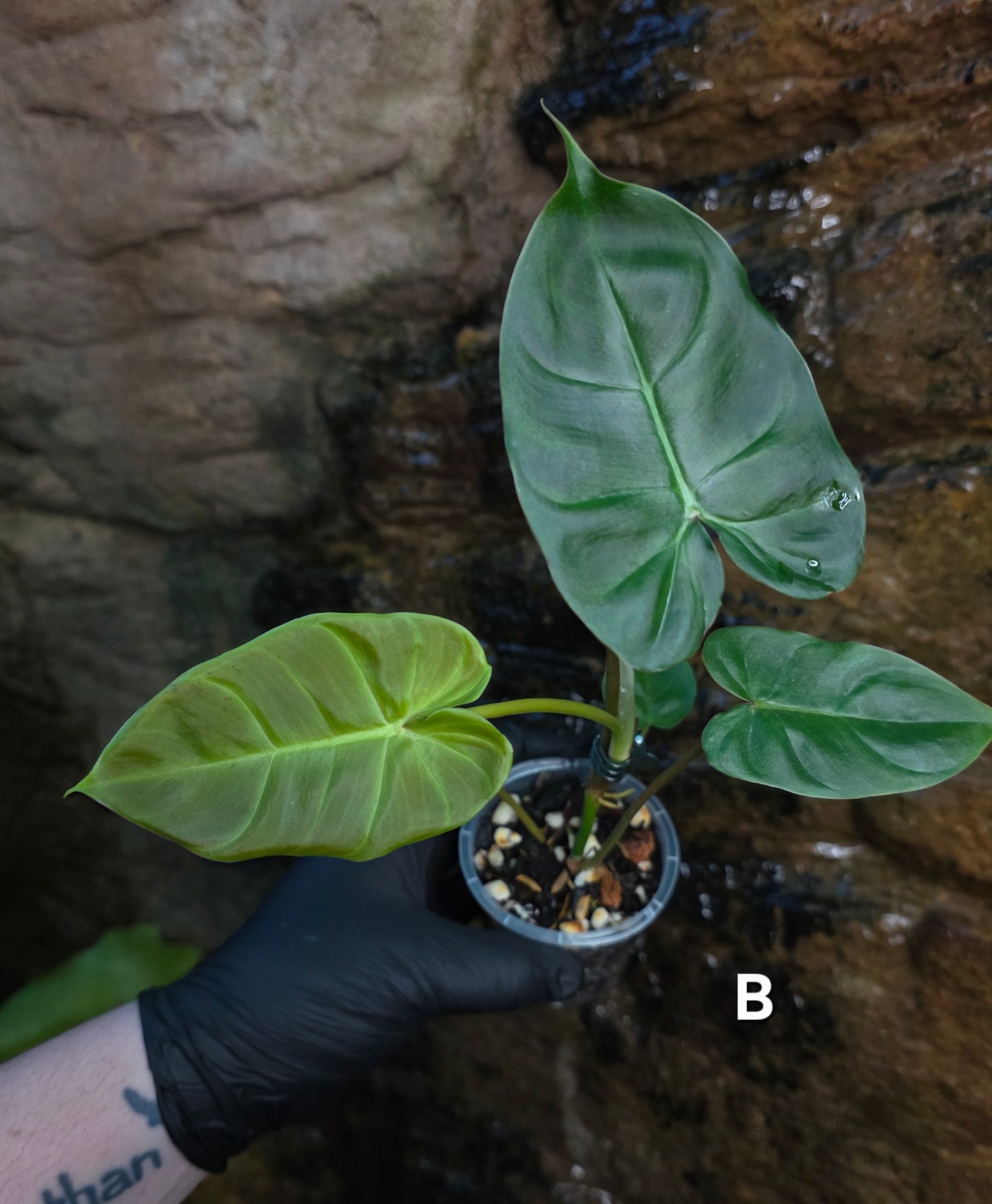 **Choose your own** Philodendron Verrucosum x Billietiae ( Billicosum )
