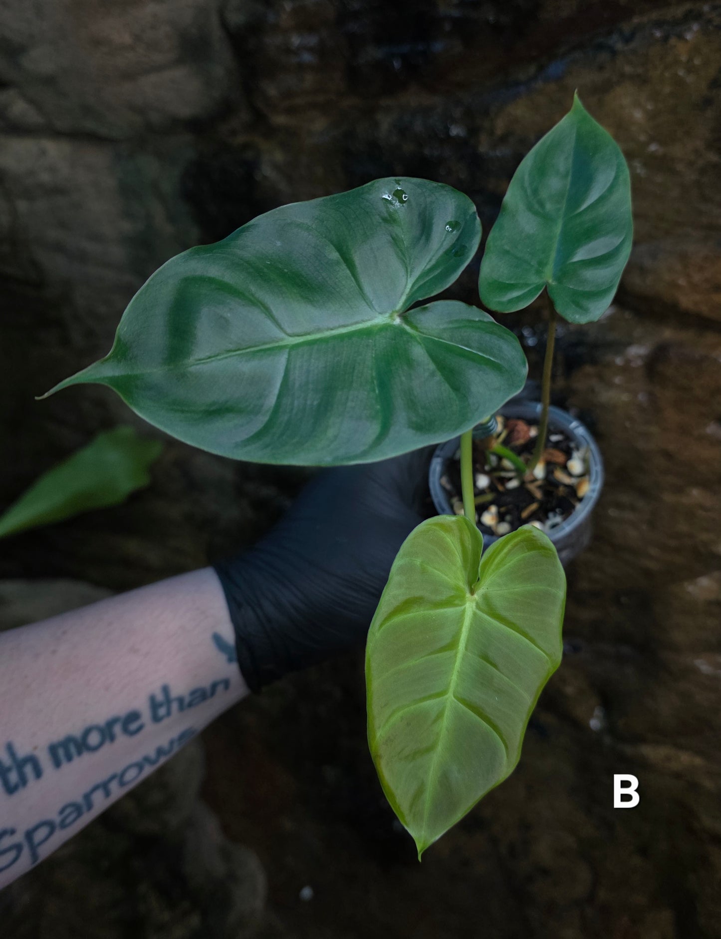 **Choose your own** Philodendron Verrucosum x Billietiae ( Billicosum )