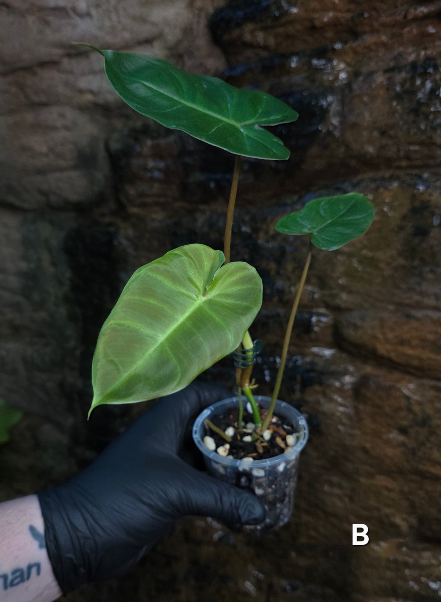 **Choose your own** Philodendron Verrucosum x Billietiae ( Billicosum )