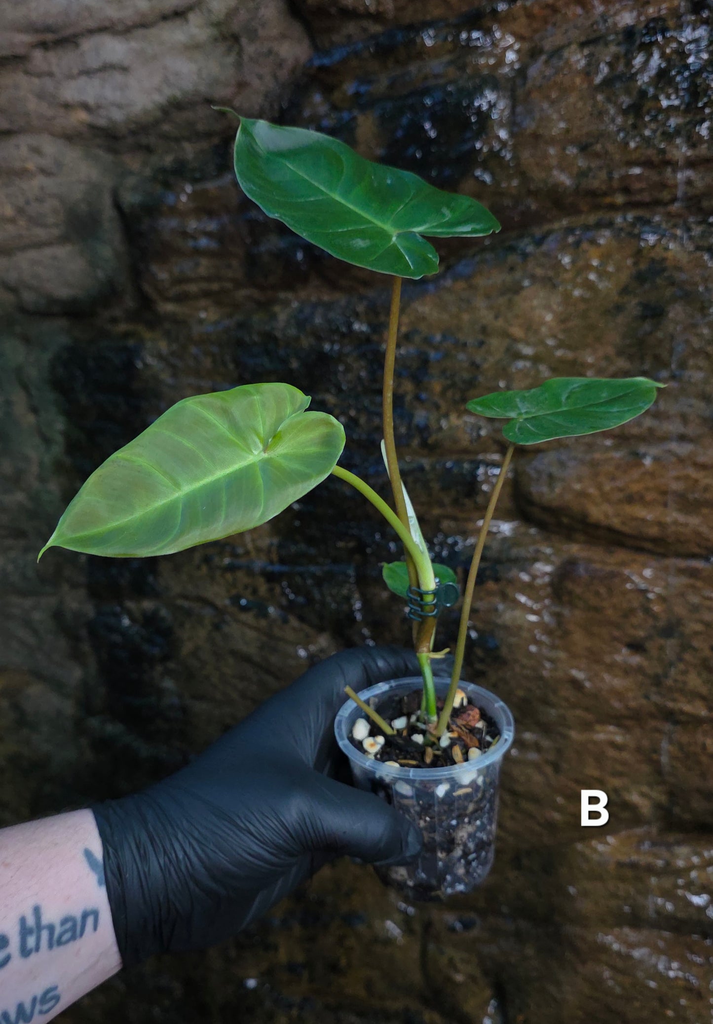 **Choose your own** Philodendron Verrucosum x Billietiae ( Billicosum )