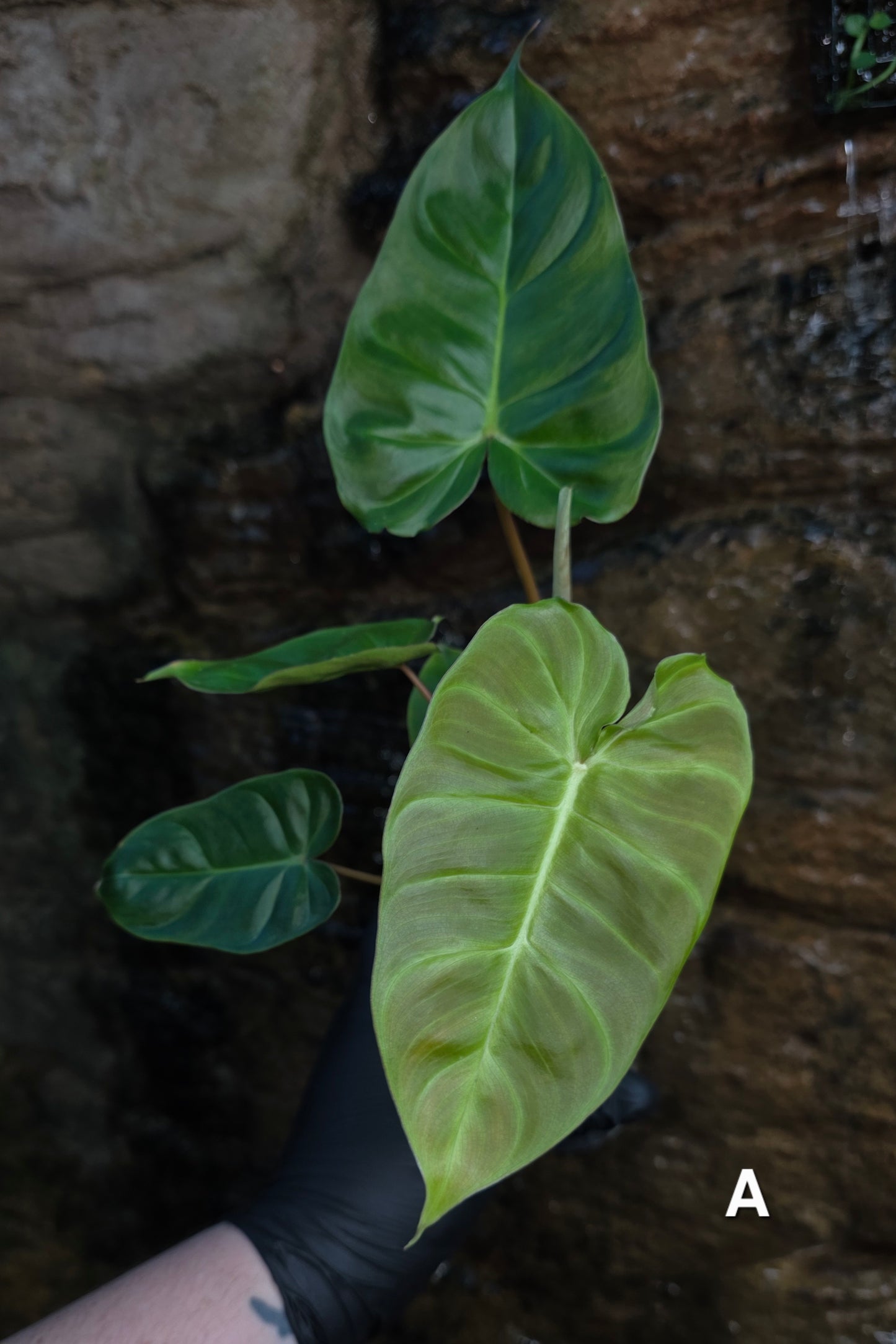**Choose your own** Philodendron Verrucosum x Billietiae ( Billicosum )