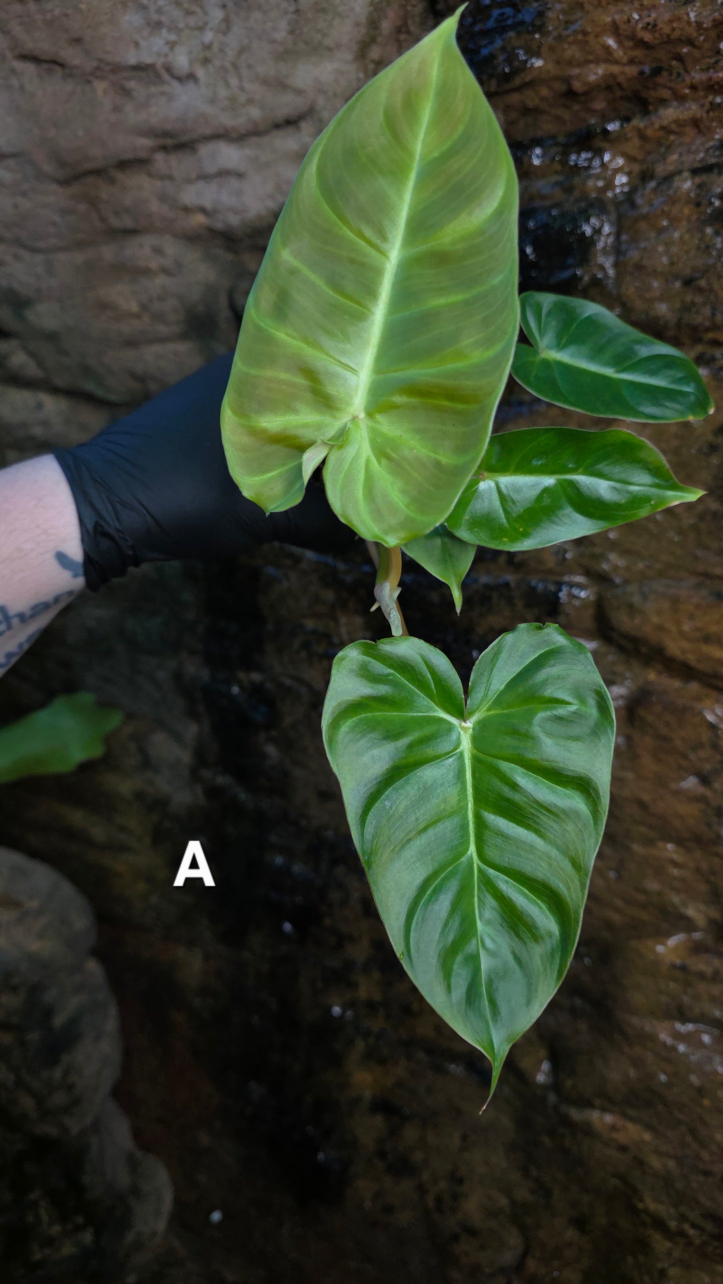 **Choose your own** Philodendron Verrucosum x Billietiae ( Billicosum )