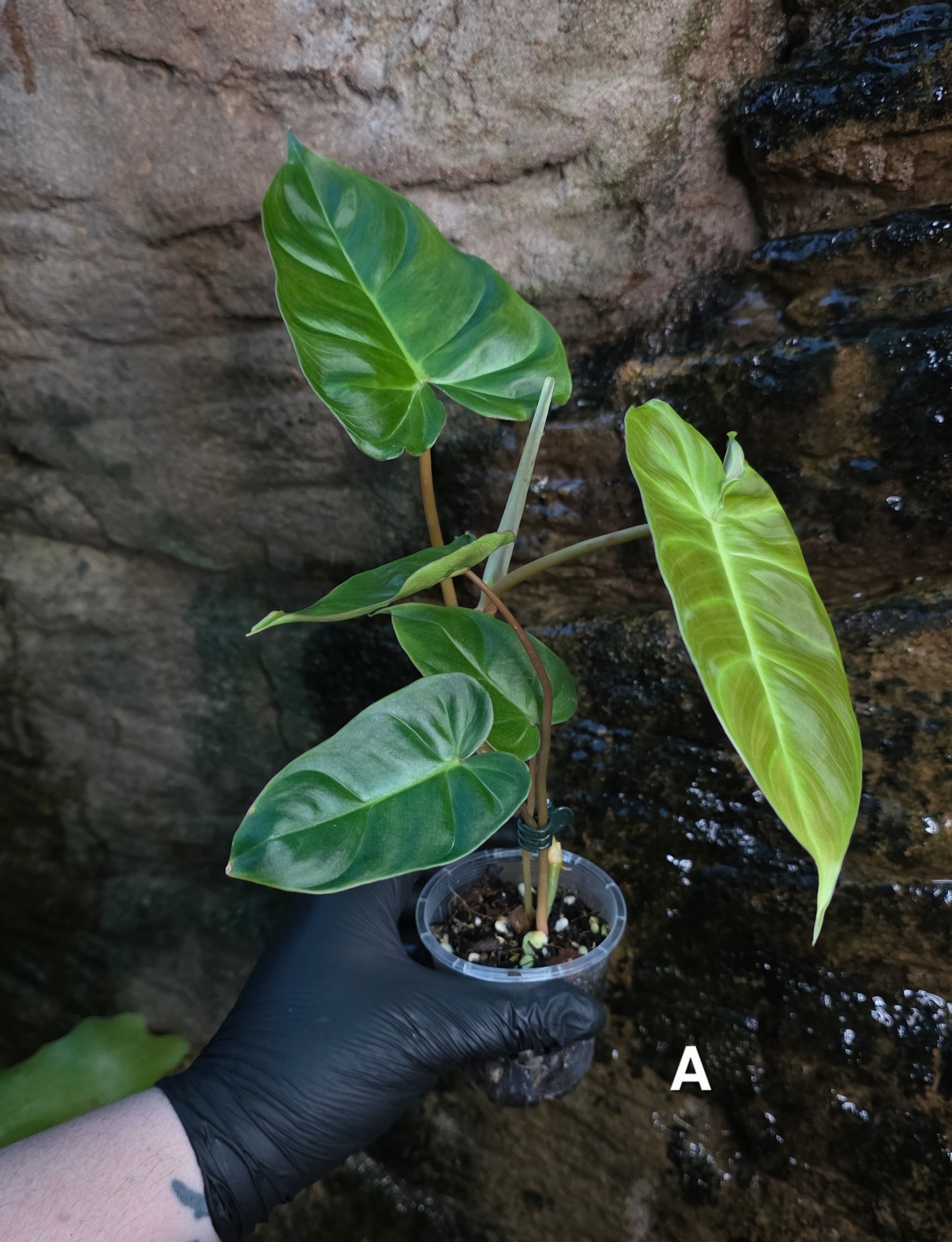 **Choose your own** Philodendron Verrucosum x Billietiae ( Billicosum )