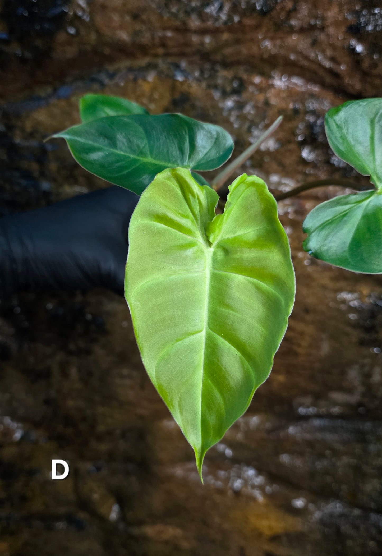 **Choose your own** Philodendron Verrucosum x Billietiae ( Billicosum )