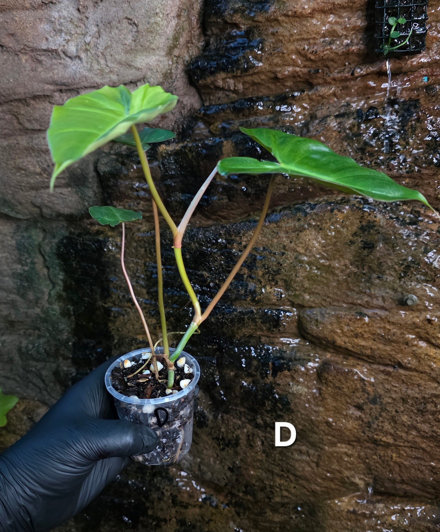 **Choose your own** Philodendron Verrucosum x Billietiae ( Billicosum )