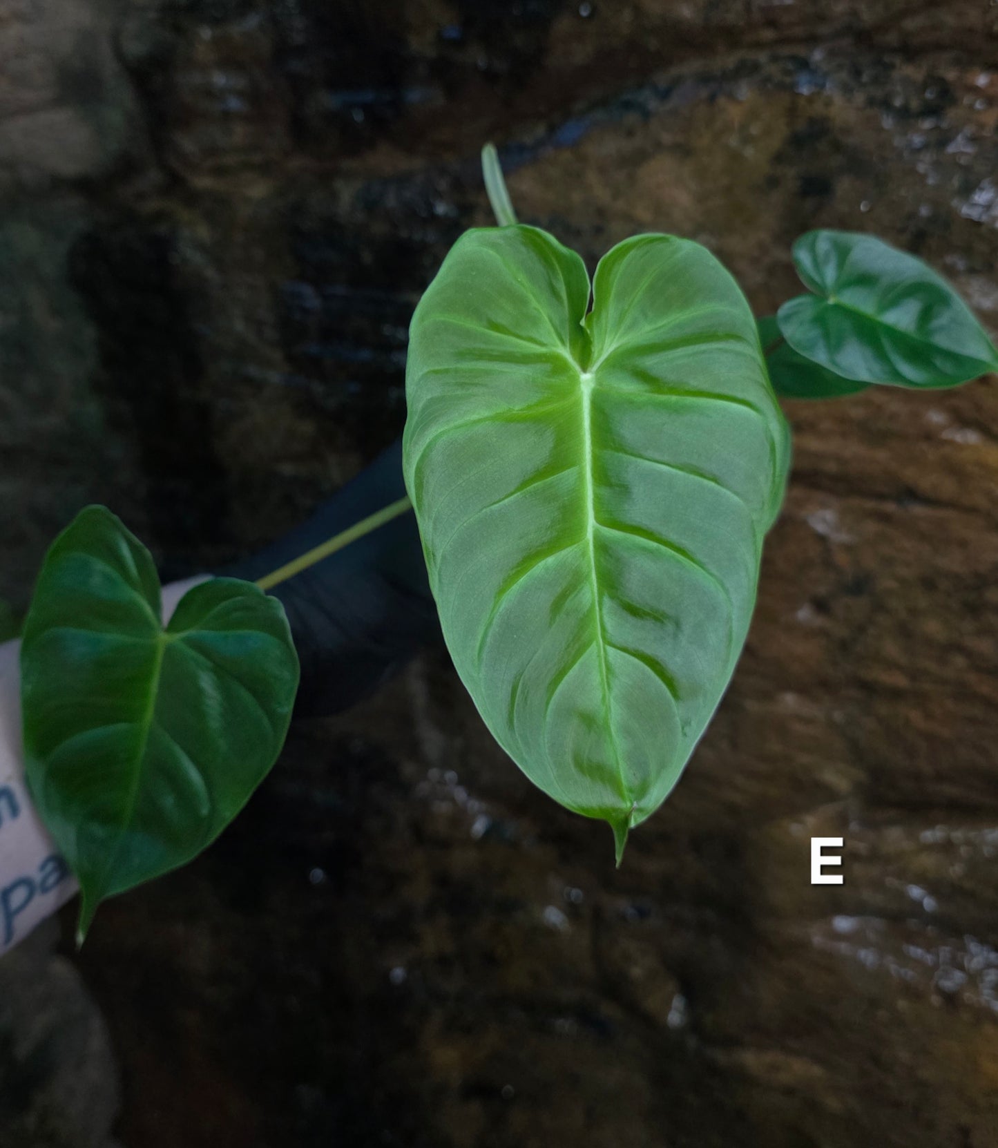 **Choose your own** Philodendron Verrucosum x Billietiae ( Billicosum )