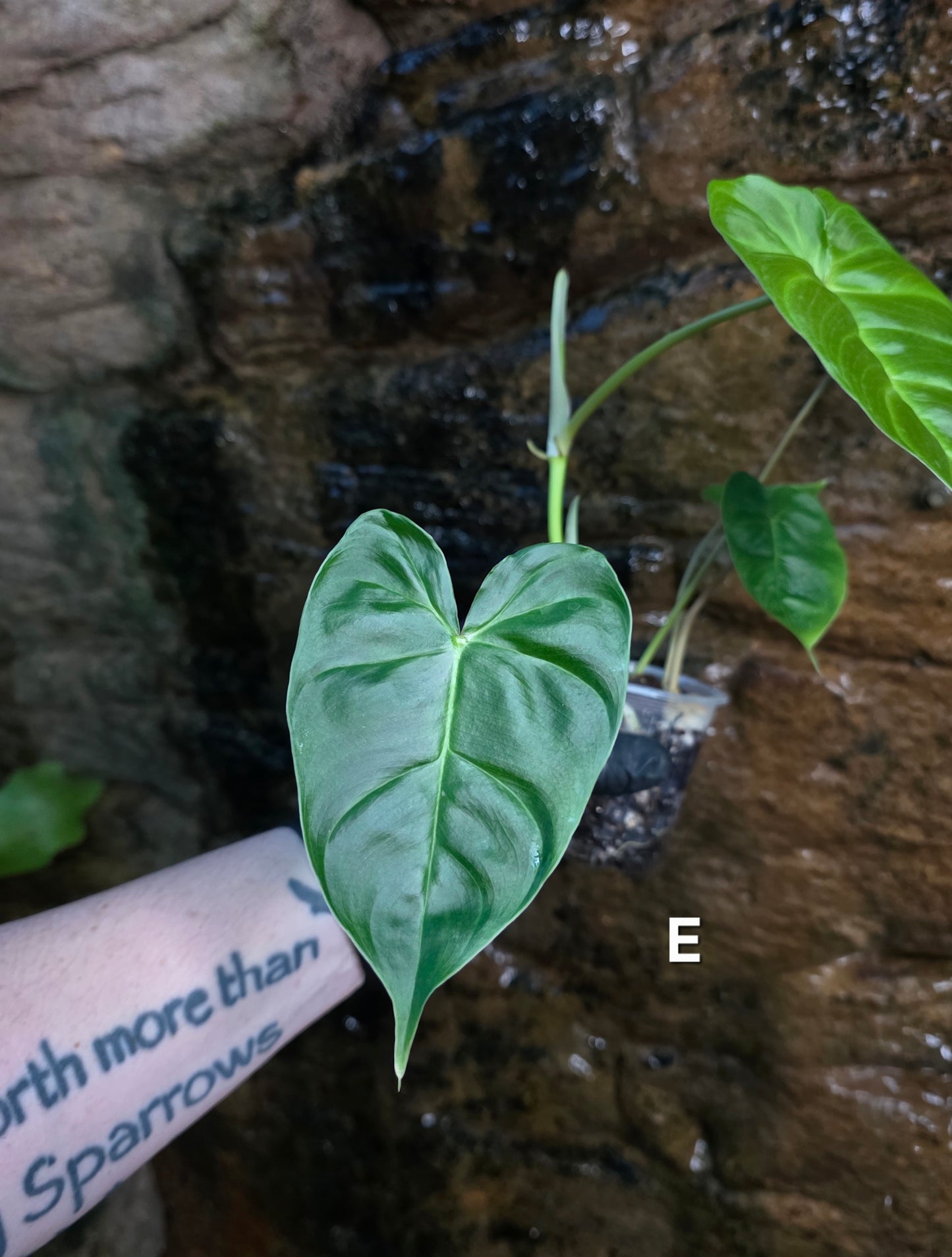 **Choose your own** Philodendron Verrucosum x Billietiae ( Billicosum )