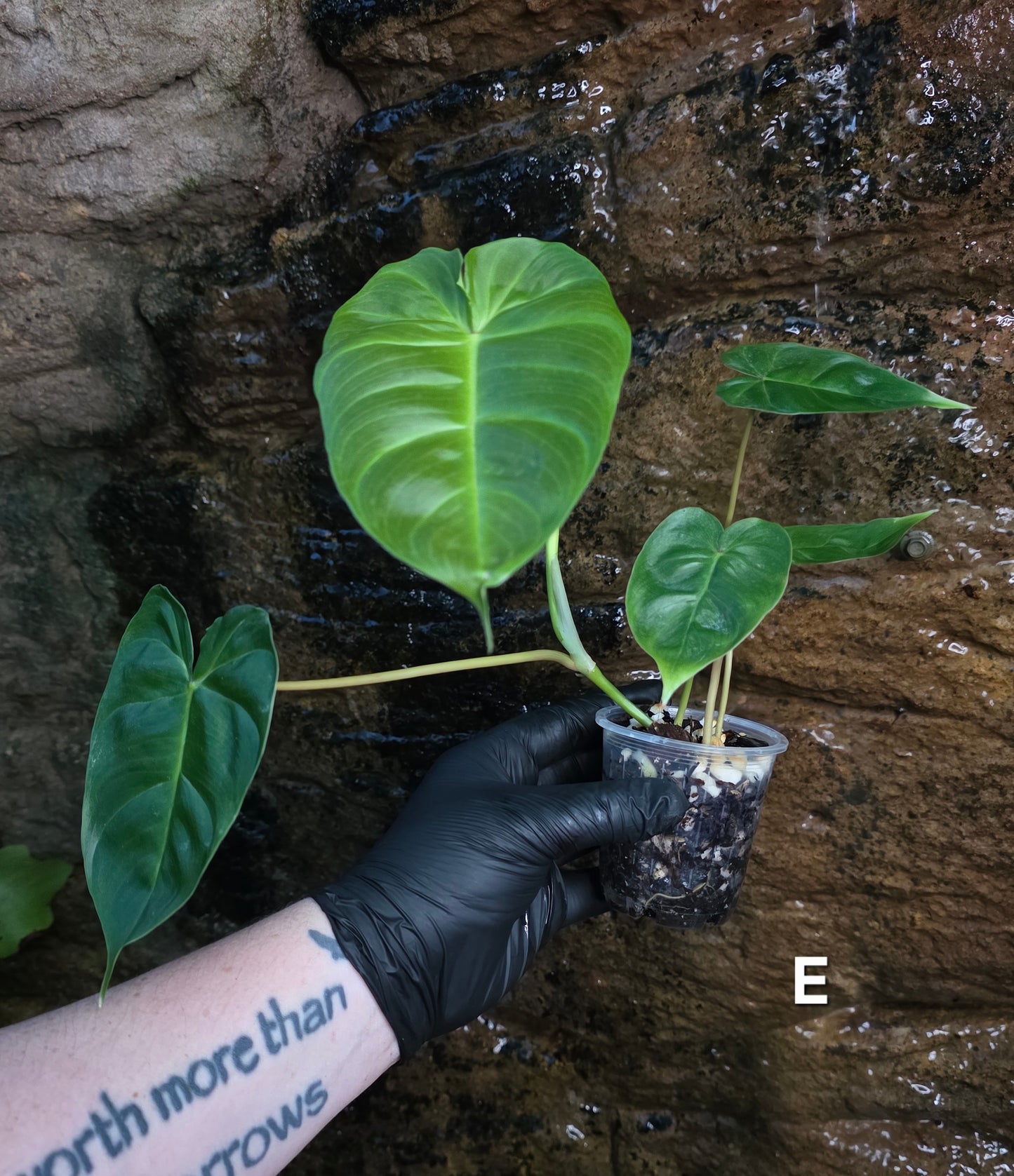 **Choose your own** Philodendron Verrucosum x Billietiae ( Billicosum )