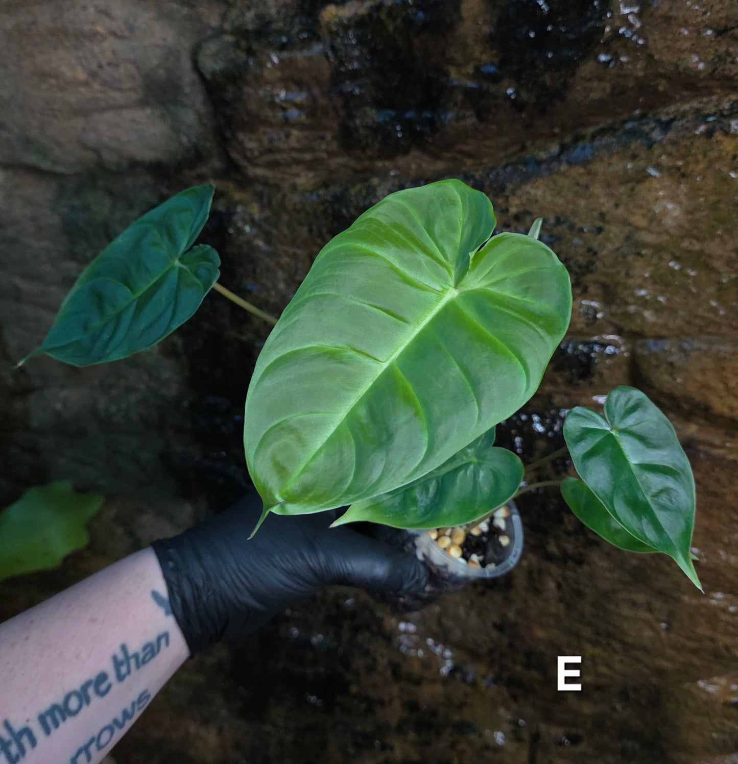 **Choose your own** Philodendron Verrucosum x Billietiae ( Billicosum )