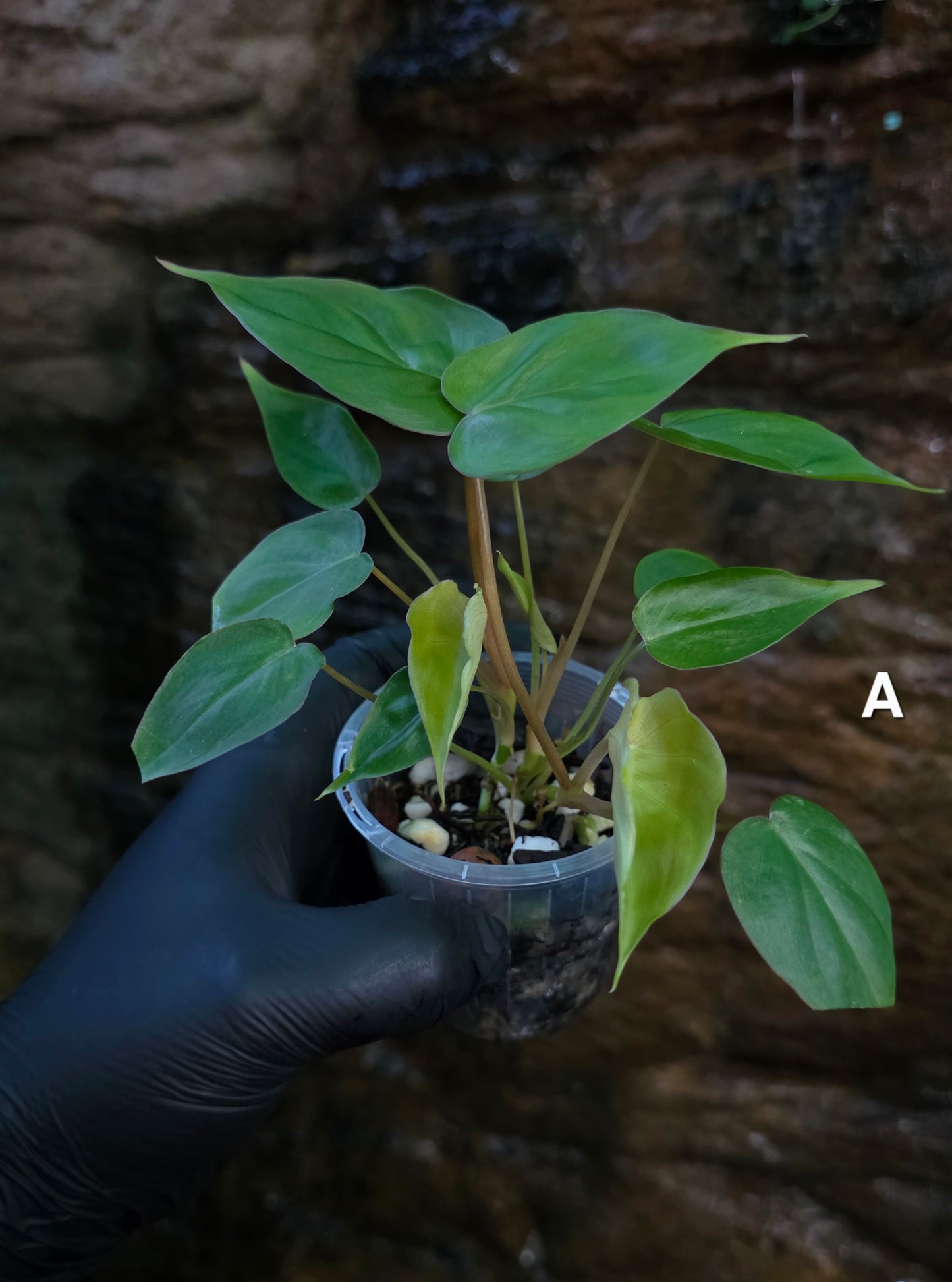Philodendron Batch I.d " Billicosum " (Verrucosum x Billietiae) MULTIPLANTED