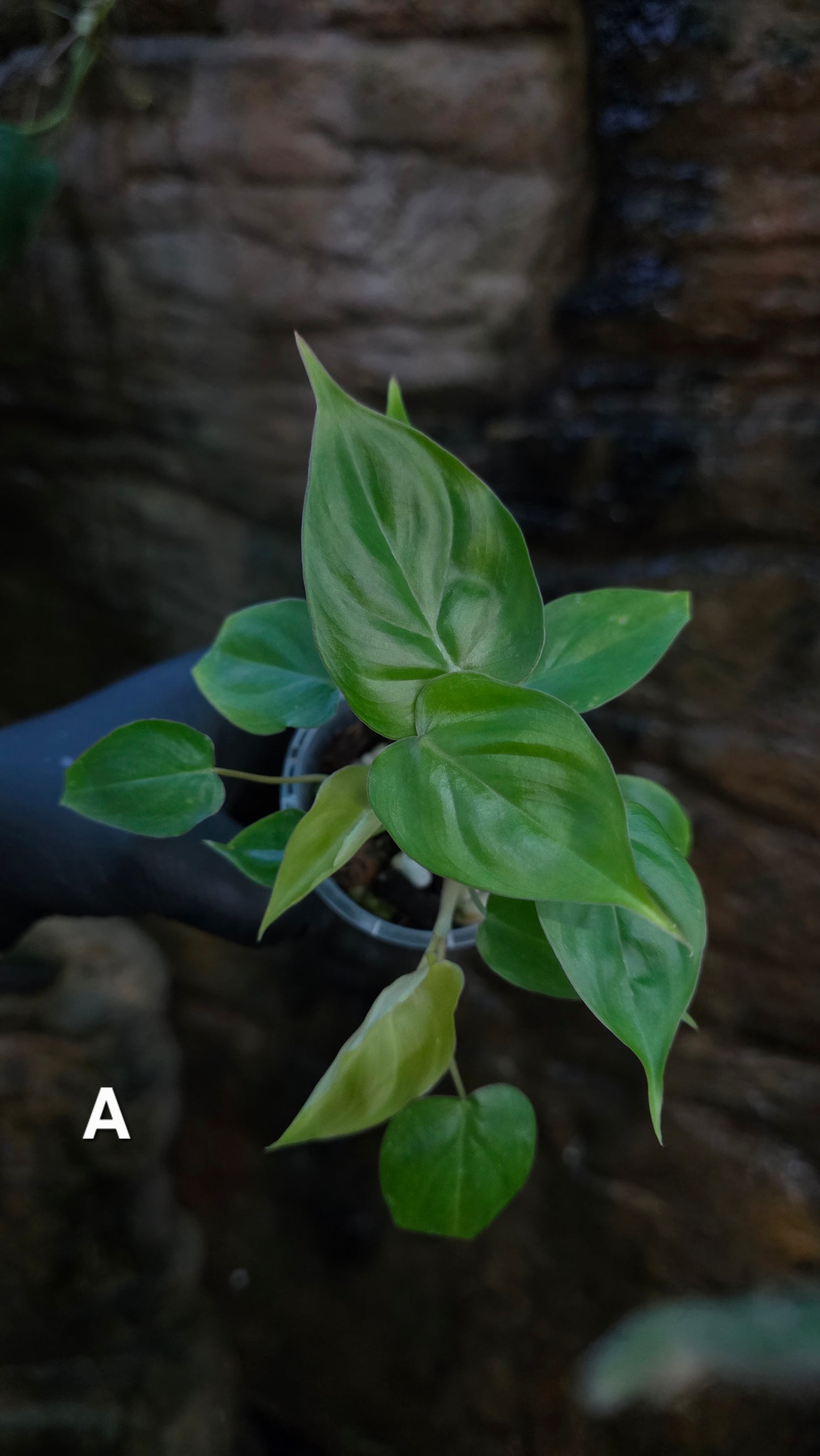 Philodendron Batch I.d " Billicosum " (Verrucosum x Billietiae) MULTIPLANTED