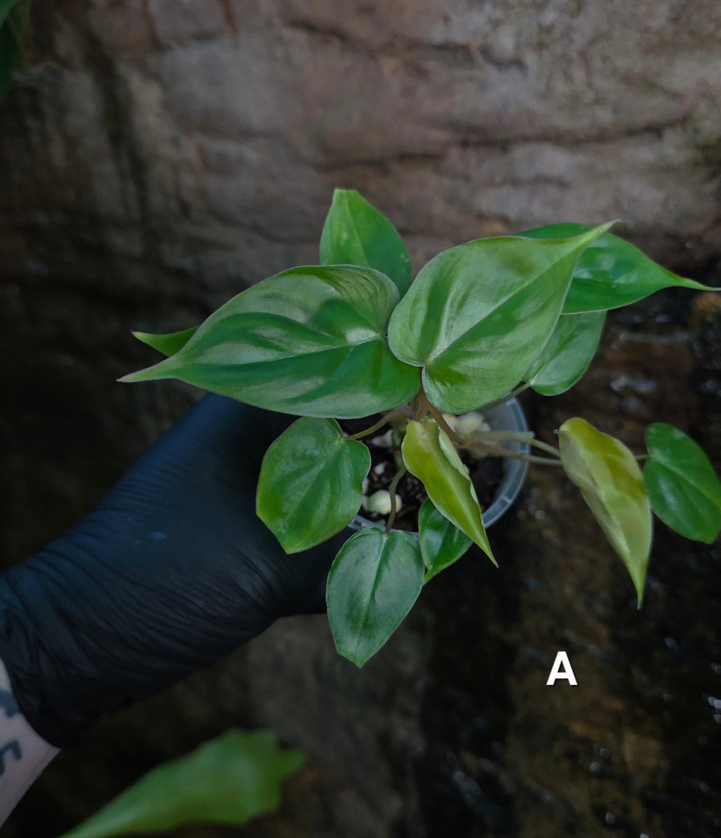 Philodendron Batch I.d " Billicosum " (Verrucosum x Billietiae) MULTIPLANTED