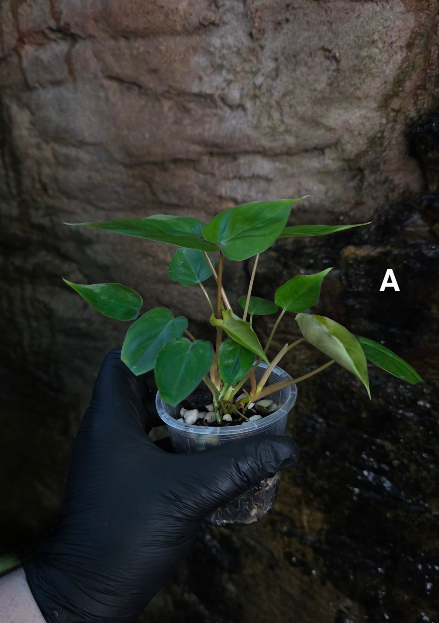 Philodendron Batch I.d " Billicosum " (Verrucosum x Billietiae) MULTIPLANTED