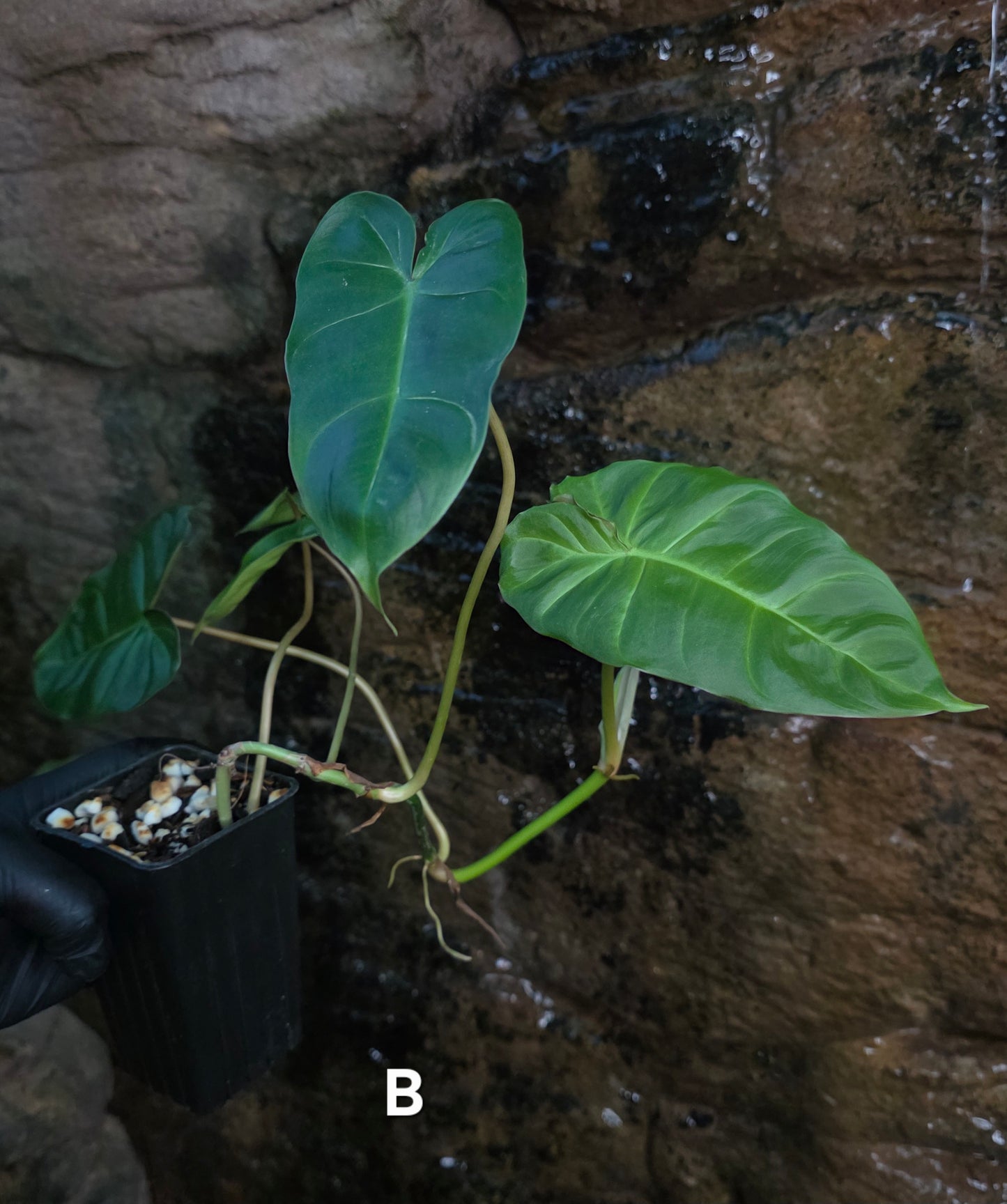 Philodendron Batch I.d " Billicosum " (Verrucosum x Billietiae) EXTRA LARGE