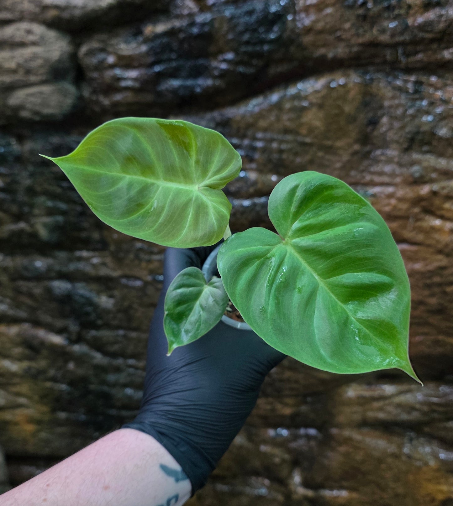 GROWER SELECT SEEDLING, Philodendron Batch I.d " Billicosum " (Verrucosum x Billietiae)