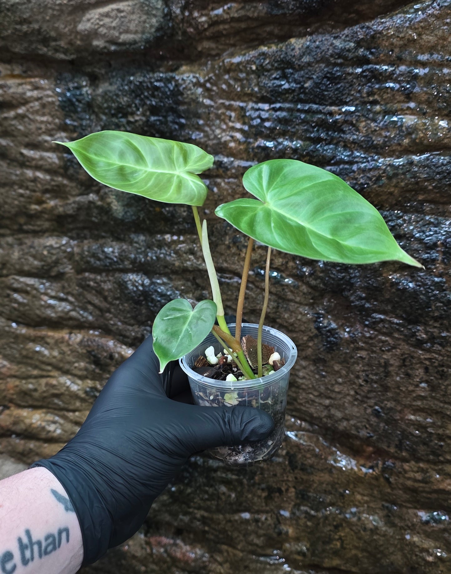 GROWER SELECT SEEDLING, Philodendron Batch I.d " Billicosum " (Verrucosum x Billietiae)