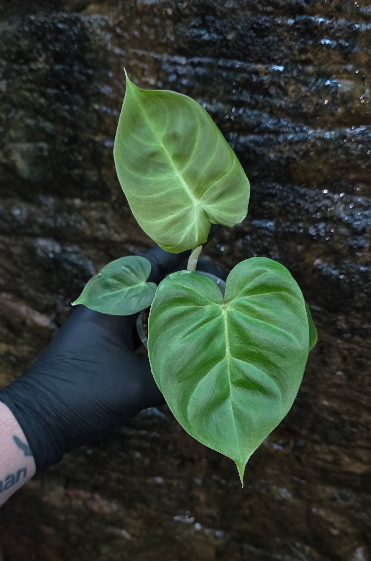 GROWER SELECT SEEDLING, Philodendron Batch I.d " Billicosum " (Verrucosum x Billietiae)