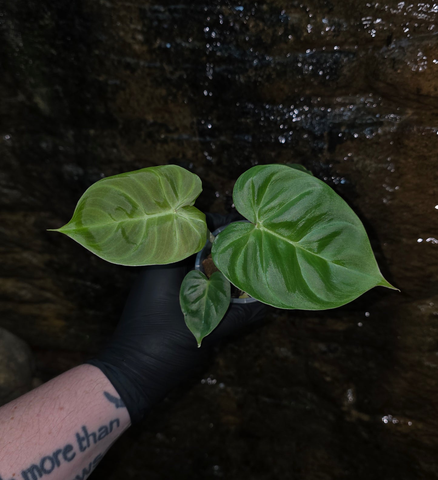 GROWER SELECT SEEDLING, Philodendron Batch I.d " Billicosum " (Verrucosum x Billietiae)