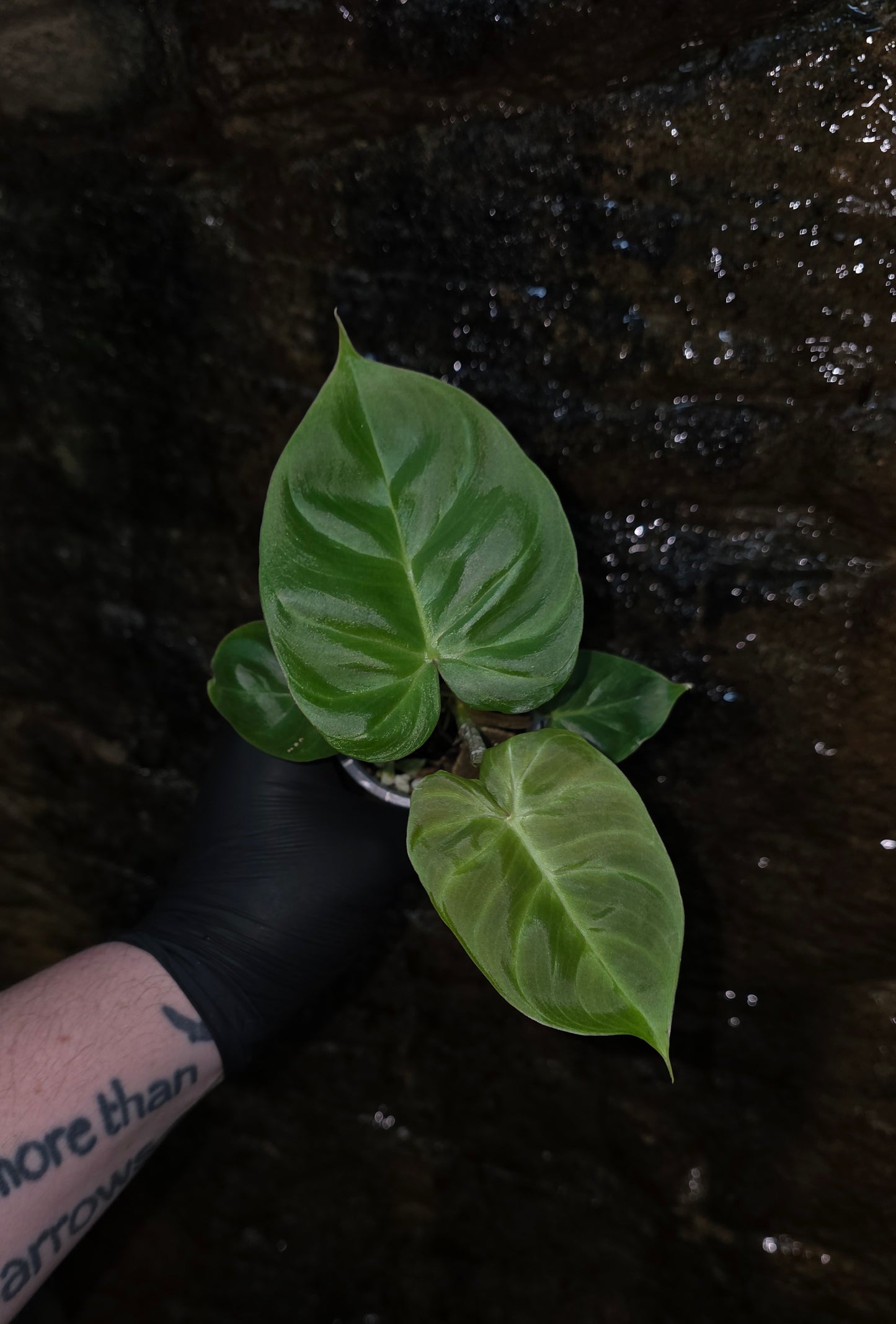GROWER SELECT SEEDLING, Philodendron Batch I.d " Billicosum " (Verrucosum x Billietiae)