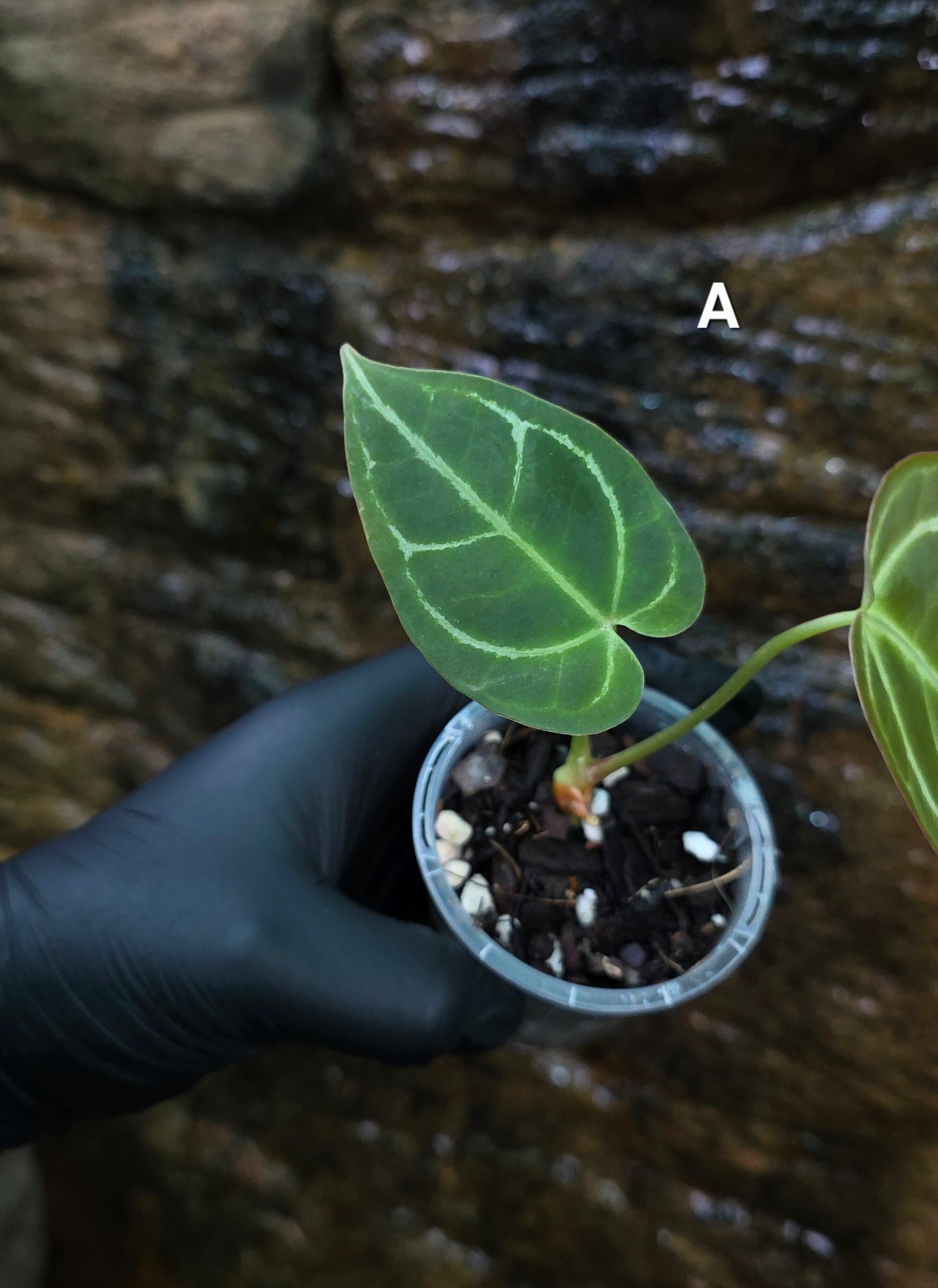Anthurium Crystallinum hybrids