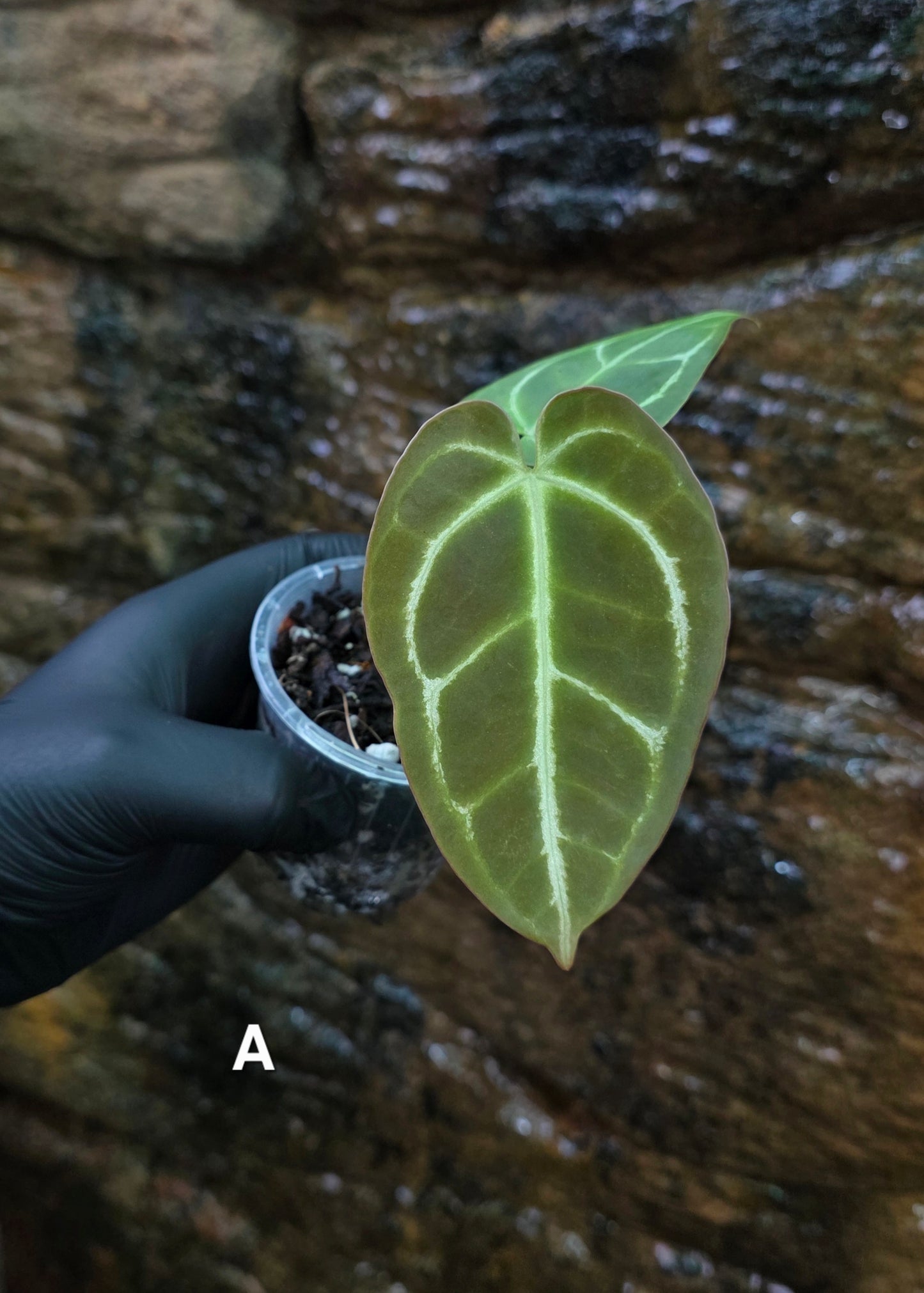 Anthurium Crystallinum hybrids