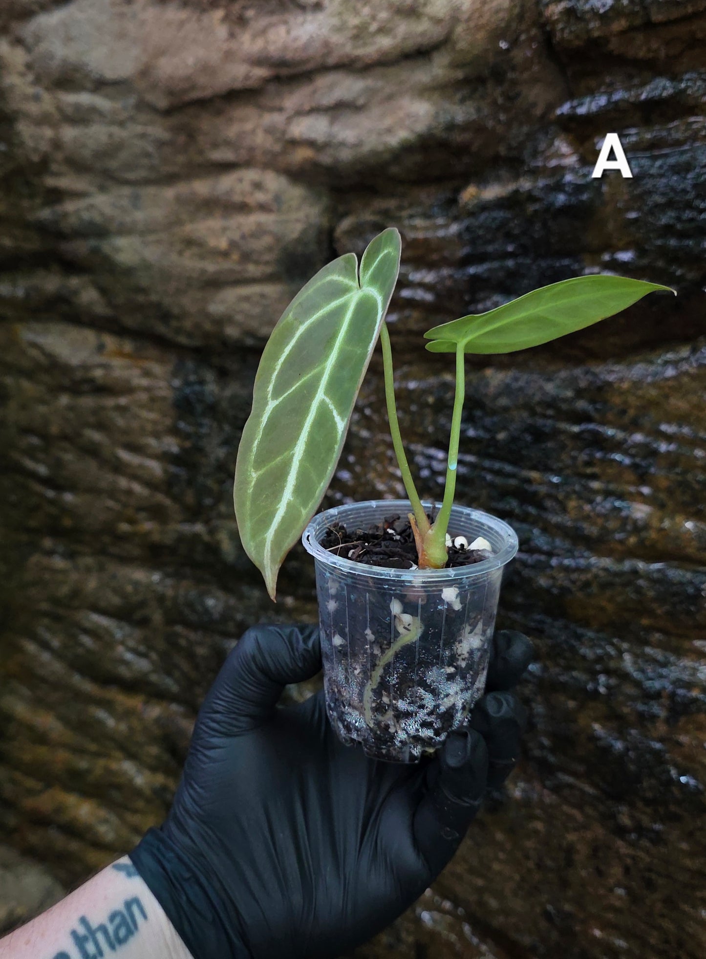 Anthurium Crystallinum hybrids