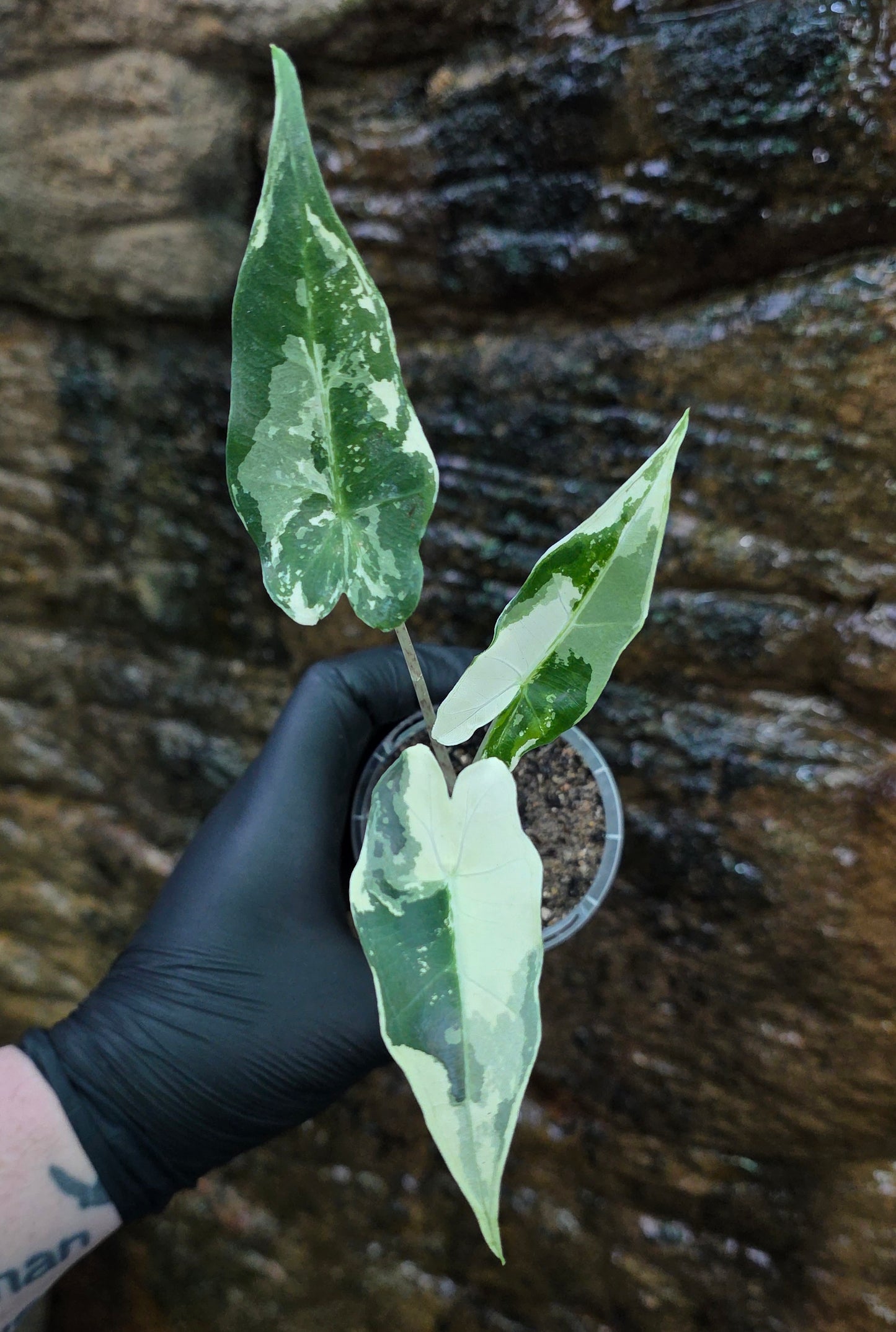 Variegated Alocasia Sarian