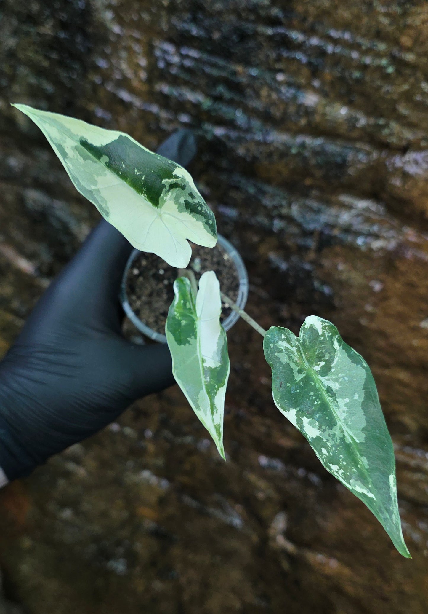 Variegated Alocasia Sarian