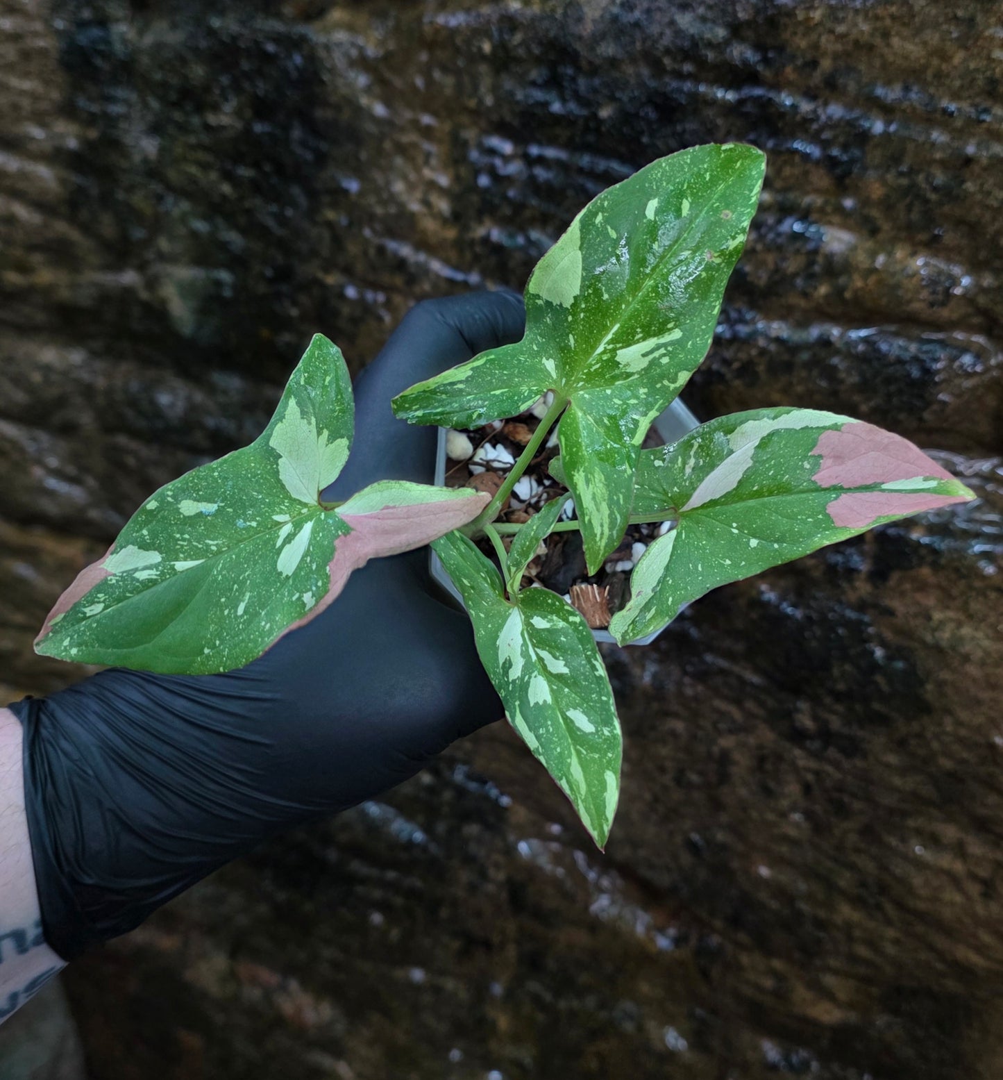 Syngonium Red spot tricolour