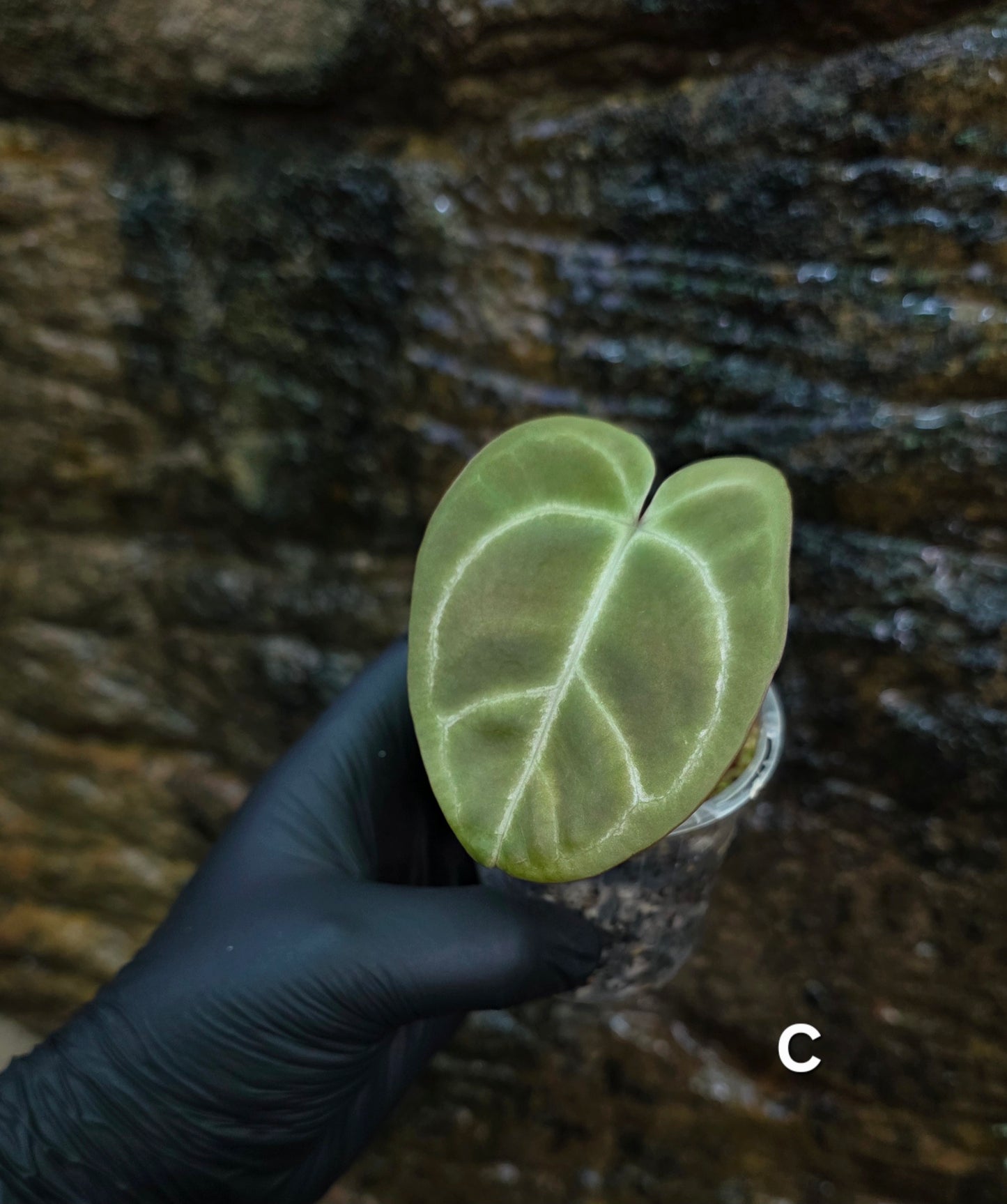 Anthurium Crystallinum hybrids